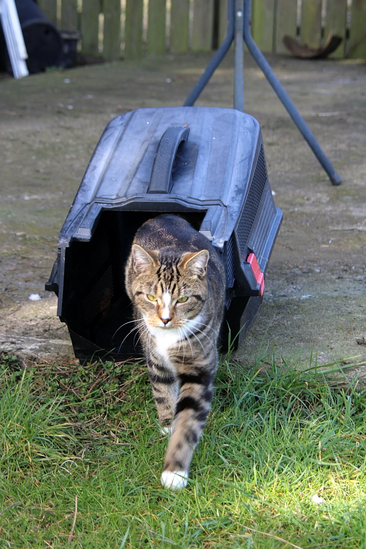 CATS 0154.jpg