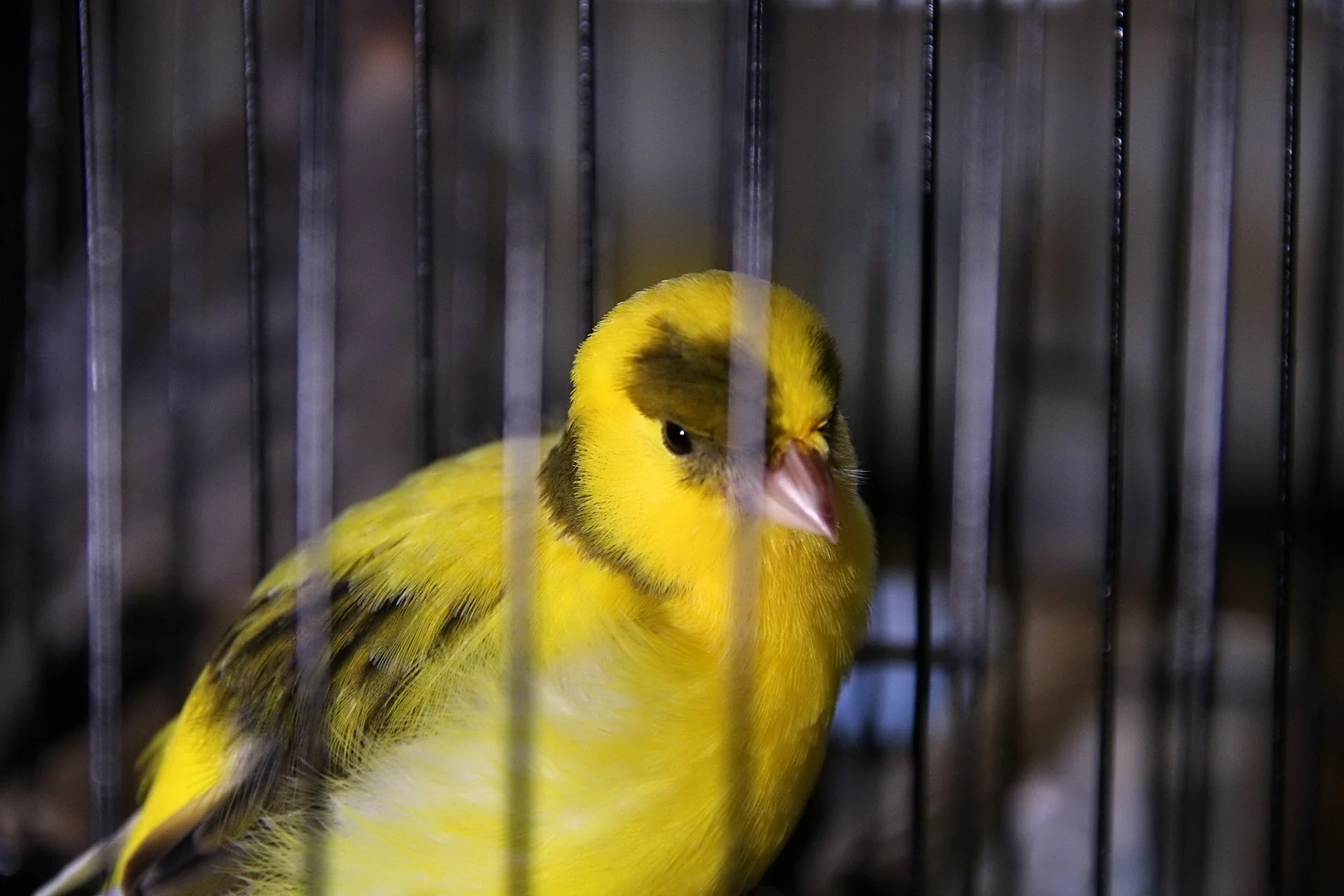 20241103 132733 MCBS Show 0581.JPG