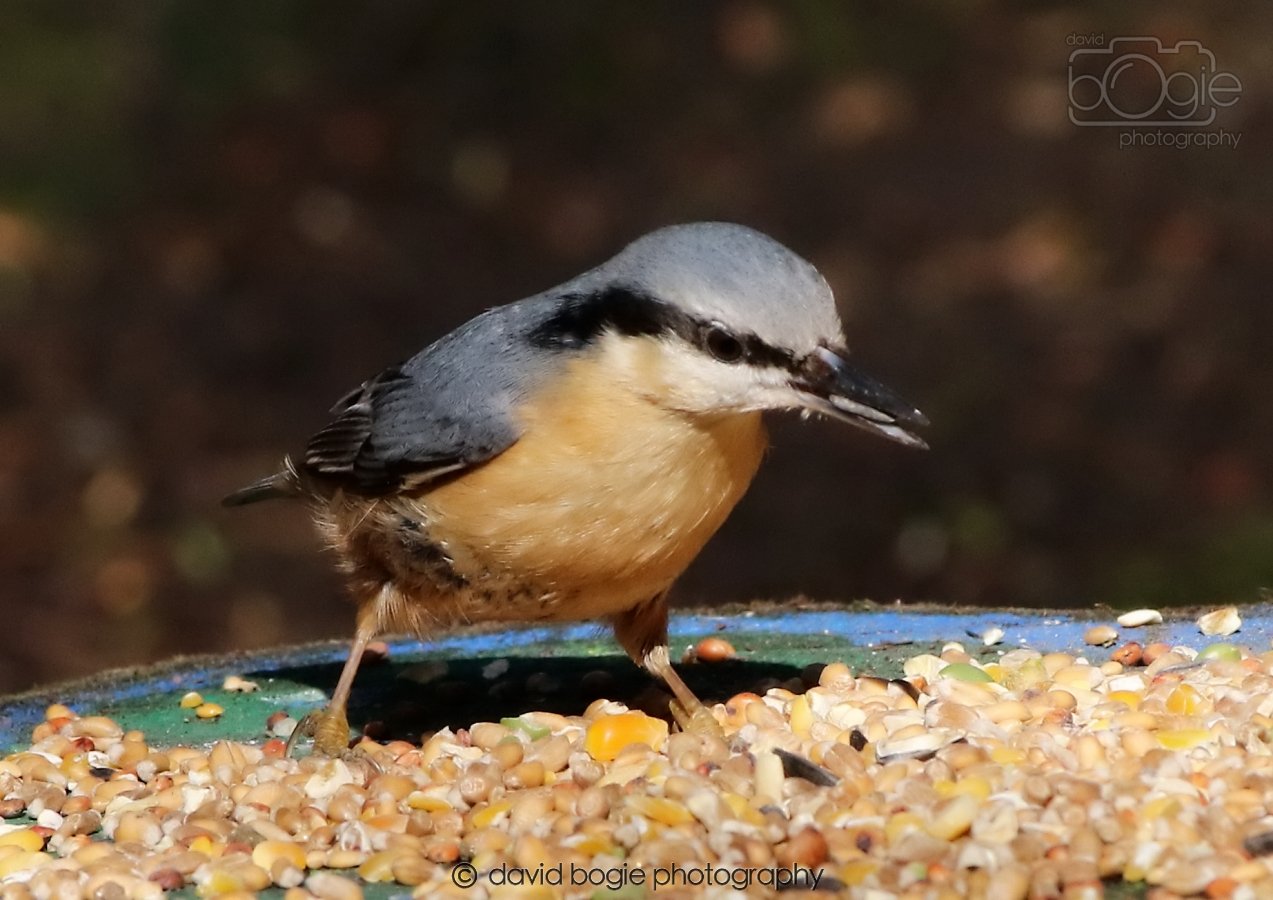 20260306 115617 Dunnikier 0416.jpg