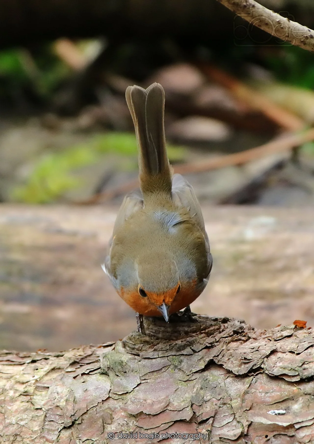 20260326 112308 Silverburn 0085.jpg