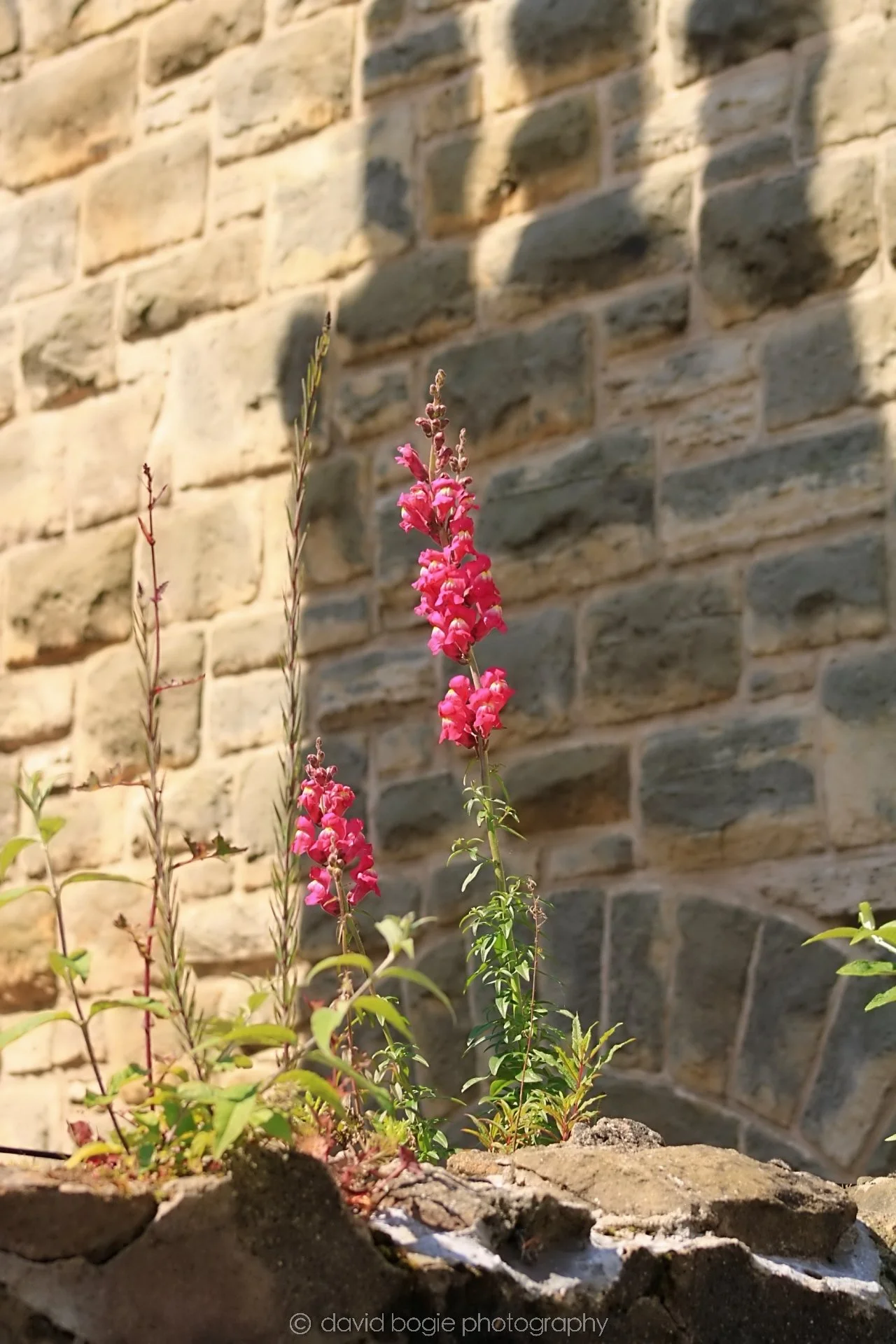 20190606 112802 Kirkcaldy 0005.jpg