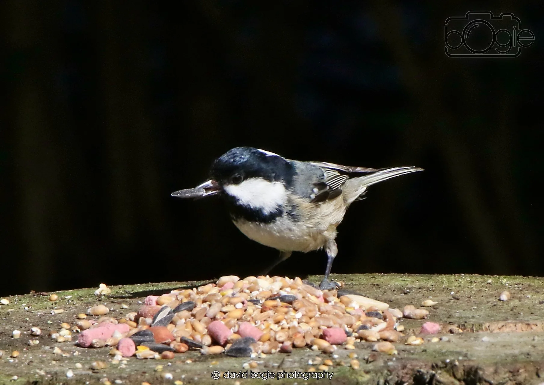 20260403 121259 Dunnikier 0034.jpg