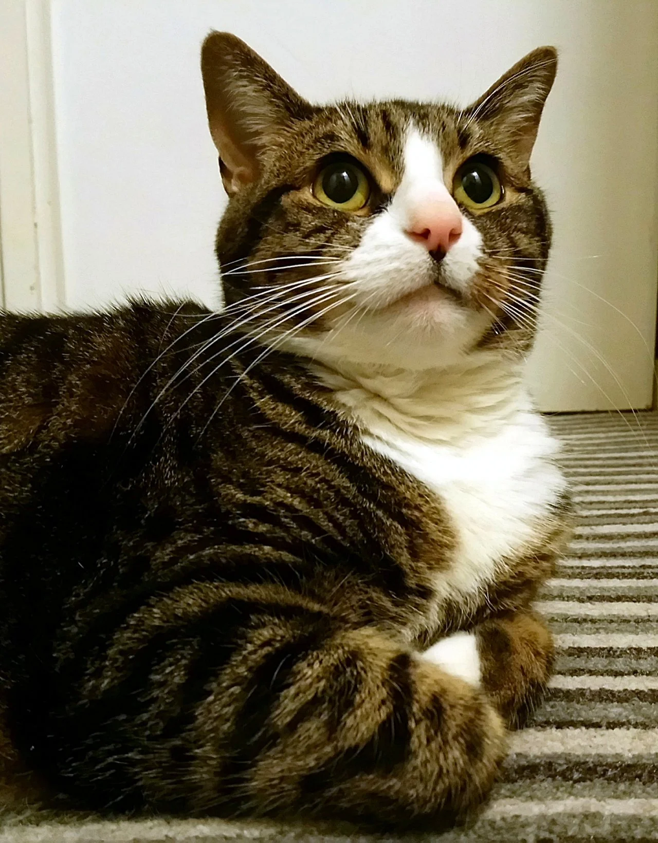 CATS 0002.jpg