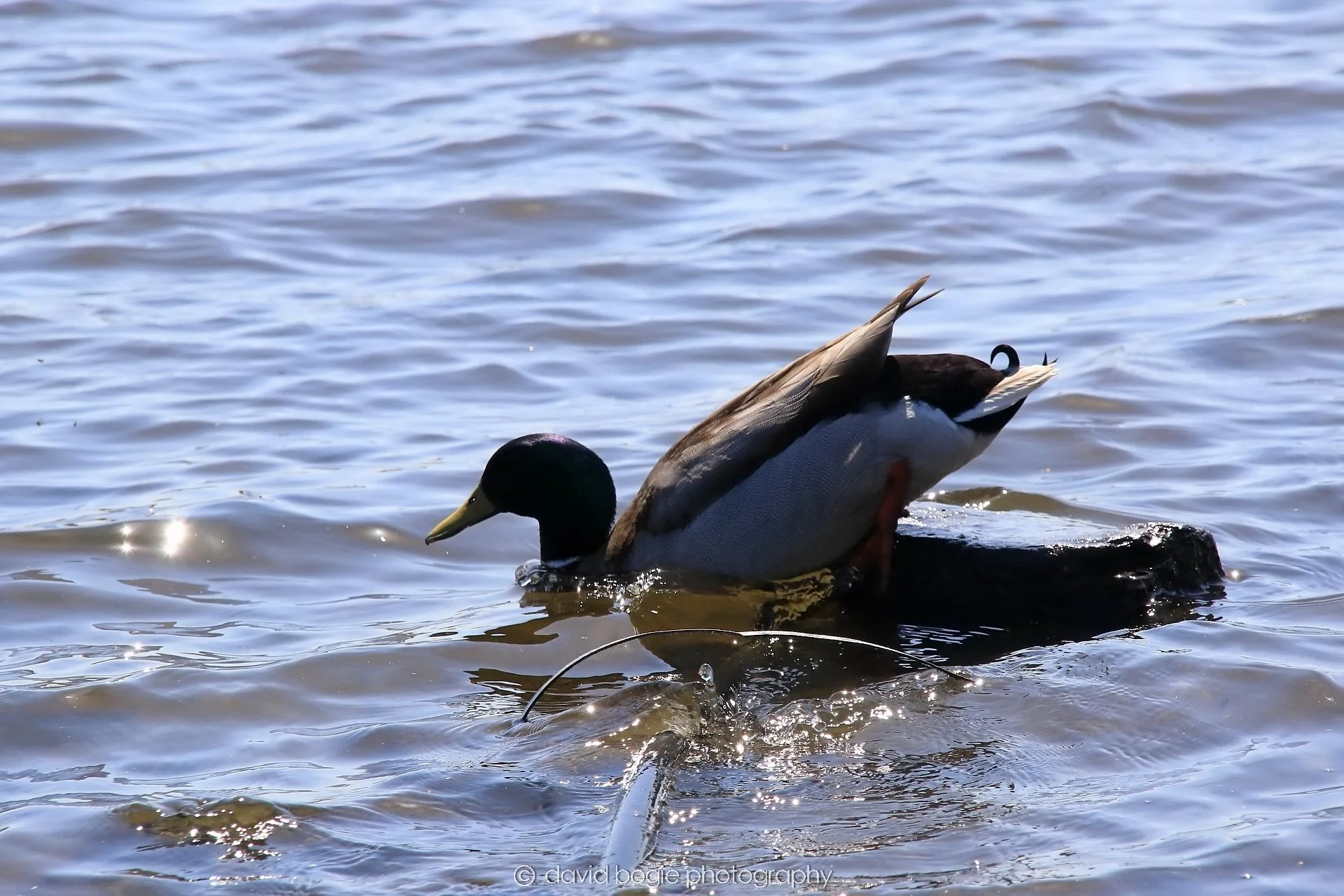 YEAR20250515 140441 Lochore 0399.jpg