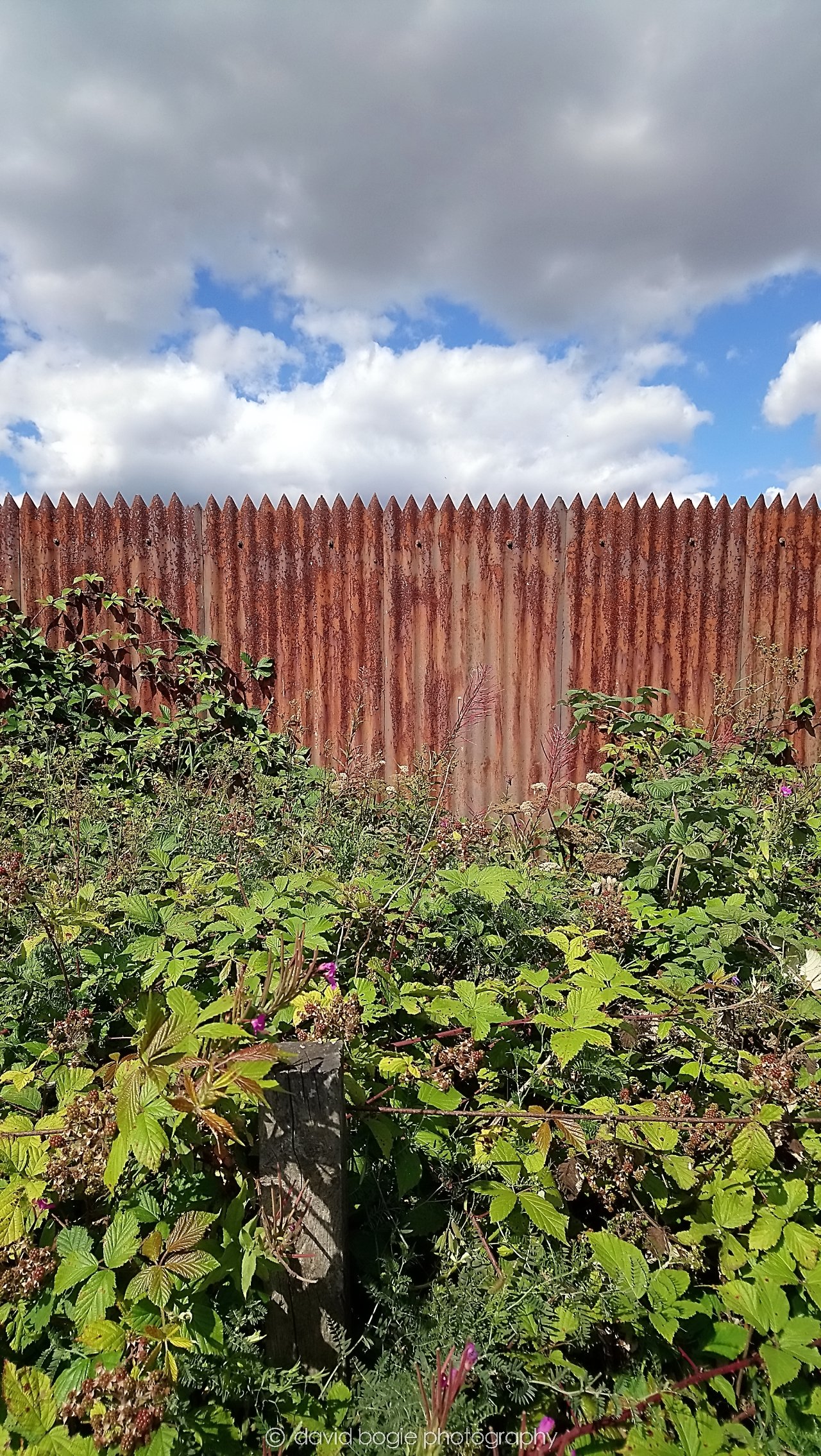 YEAR20180809 140037 Wemyss Firs 0005.jpg