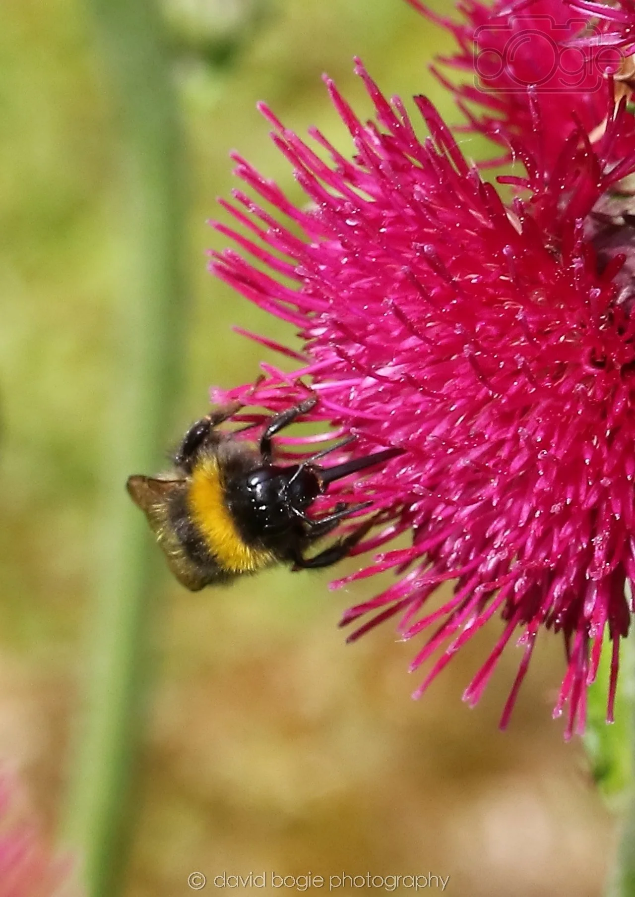 20260527 133146 Kirkcaldy 0897.jpg