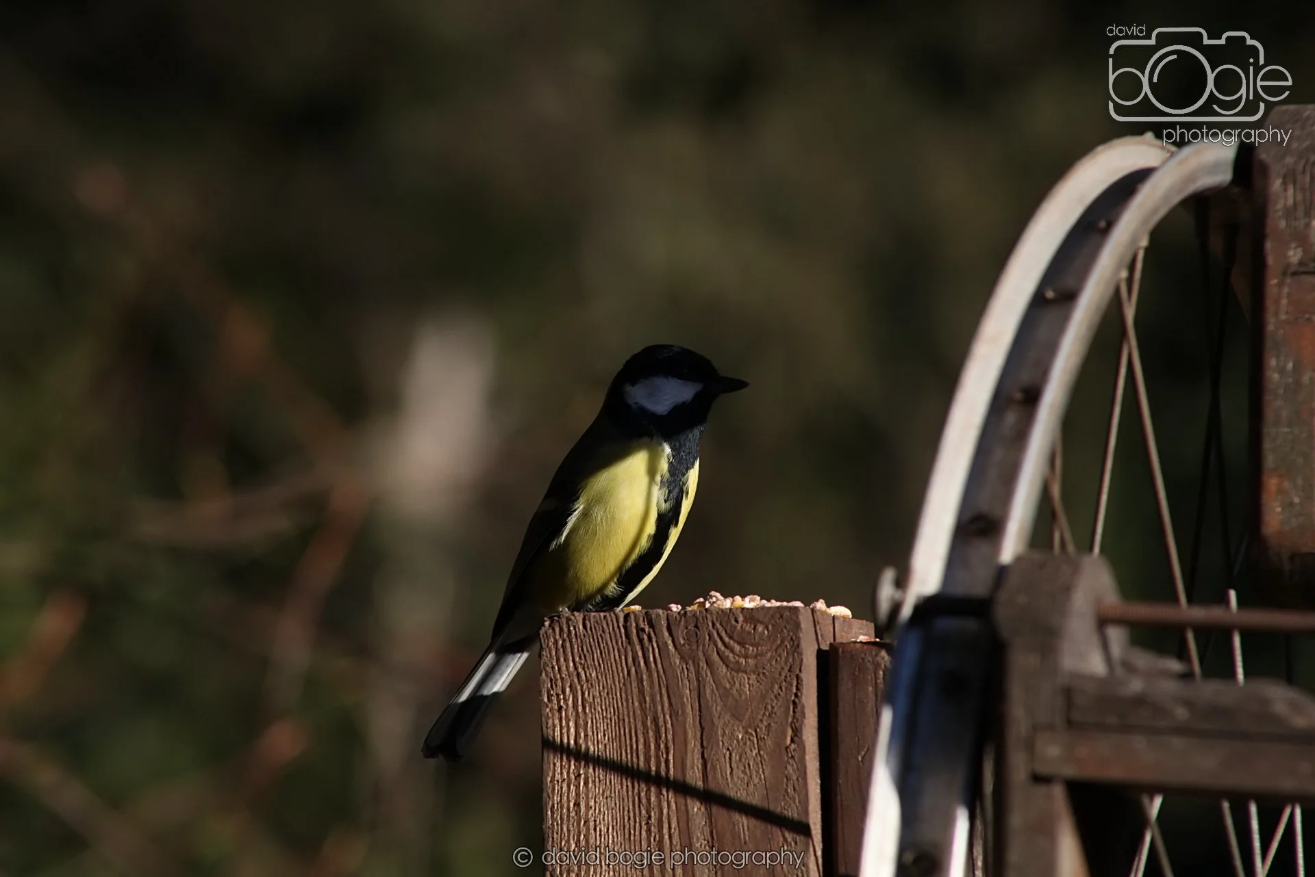 20251125 133816 Silverburn 0103.JPG