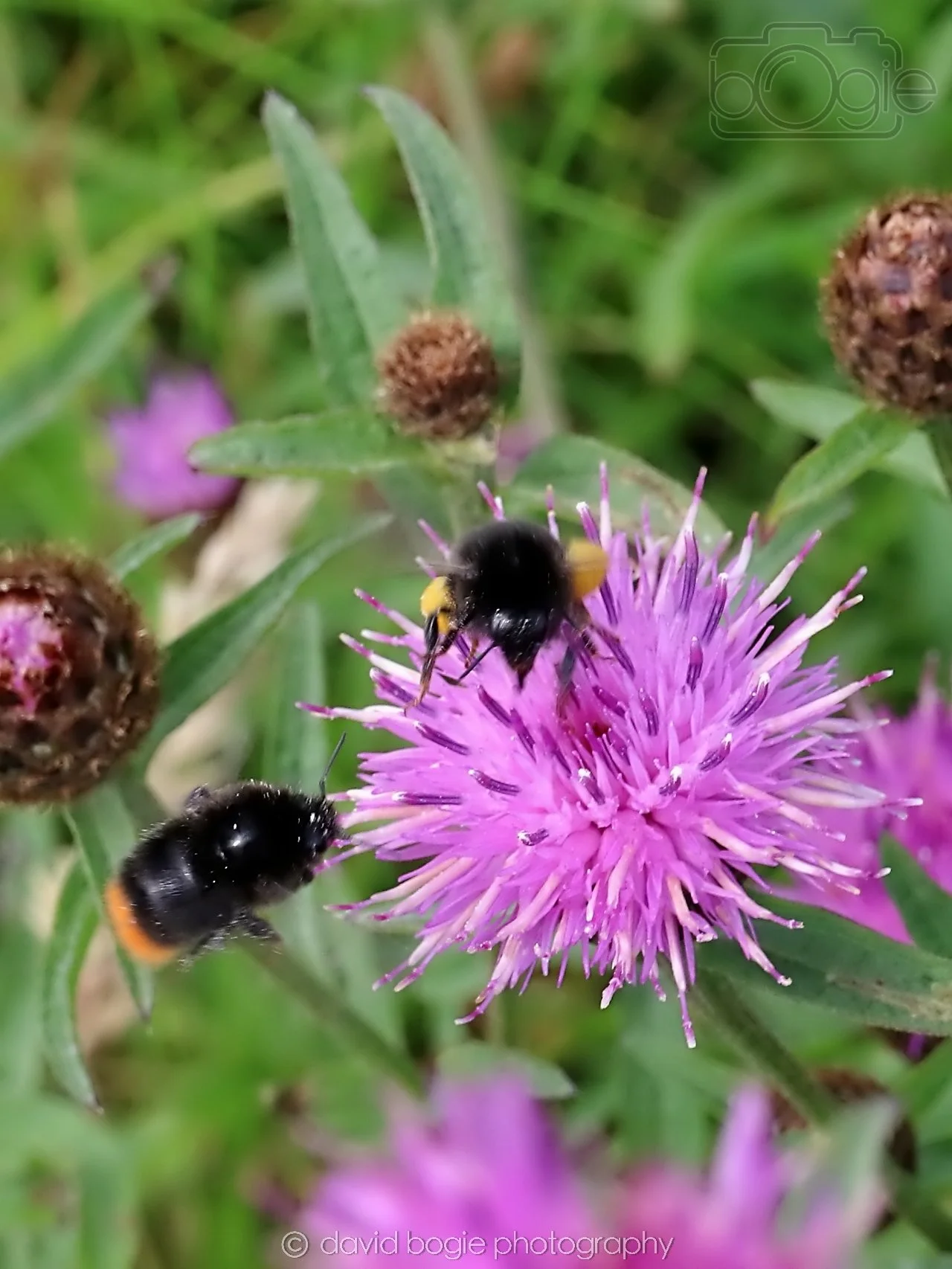 20250721 113912 Kirkcaldy 0119.jpg