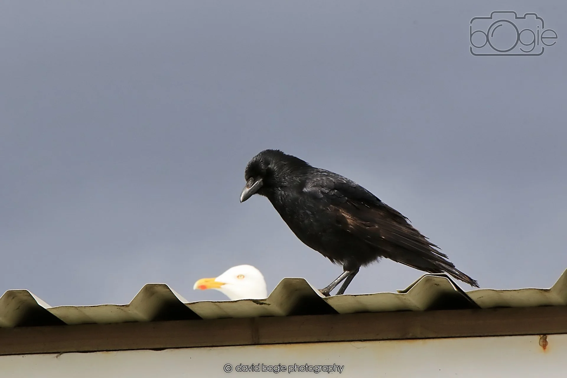 20260415 121014 Links Market 0206.jpg