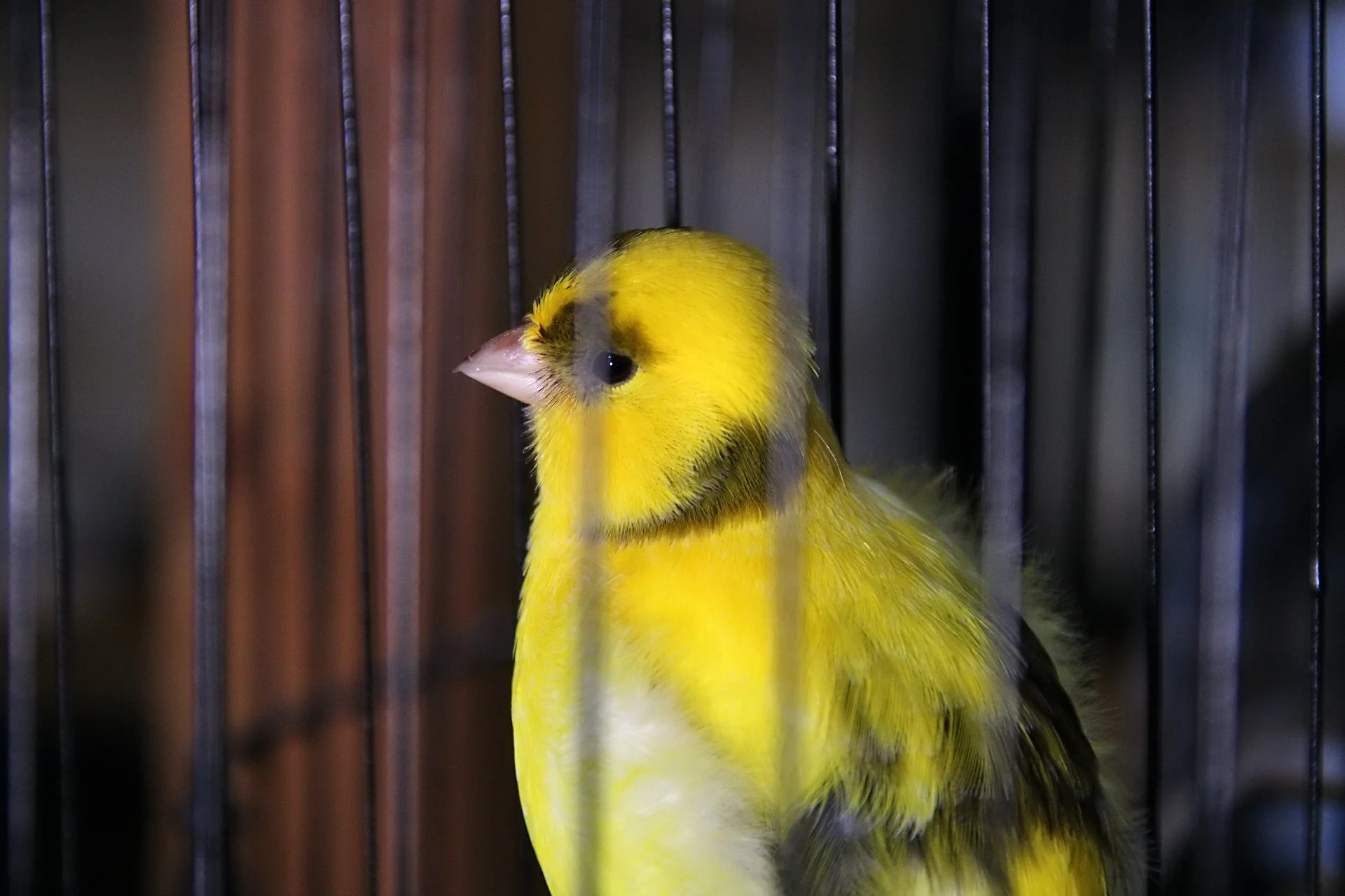 20241103 132729 MCBS Show 0579.JPG