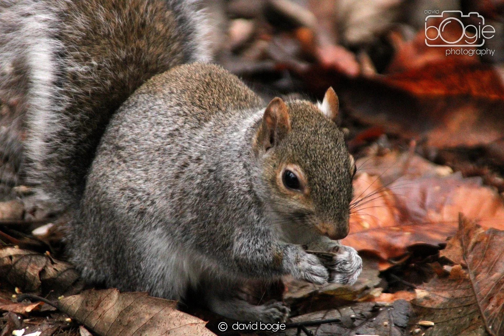 20220108 Dunfermline 00011.JPG