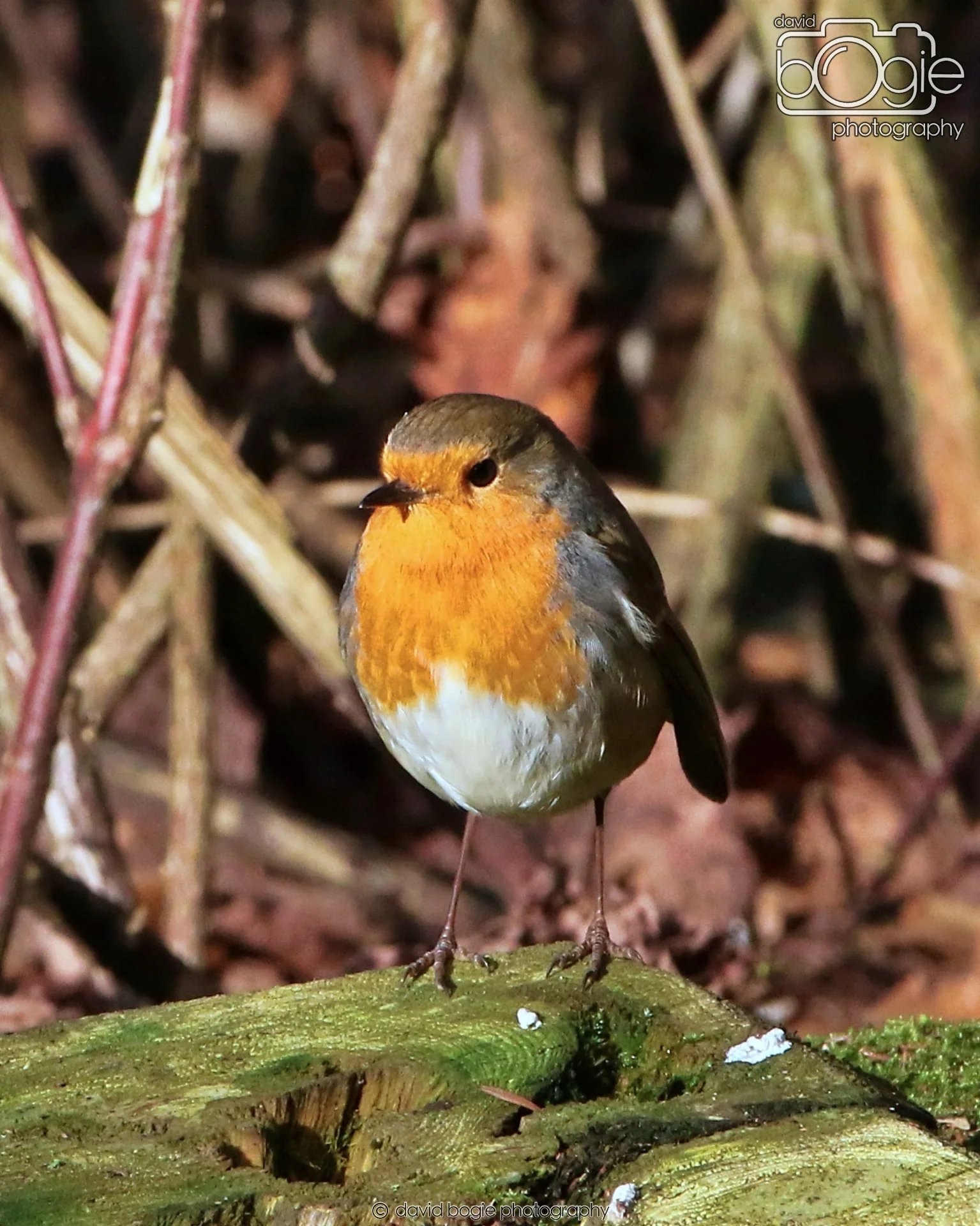 20260128 133818 Dunnikier 0239.JPG