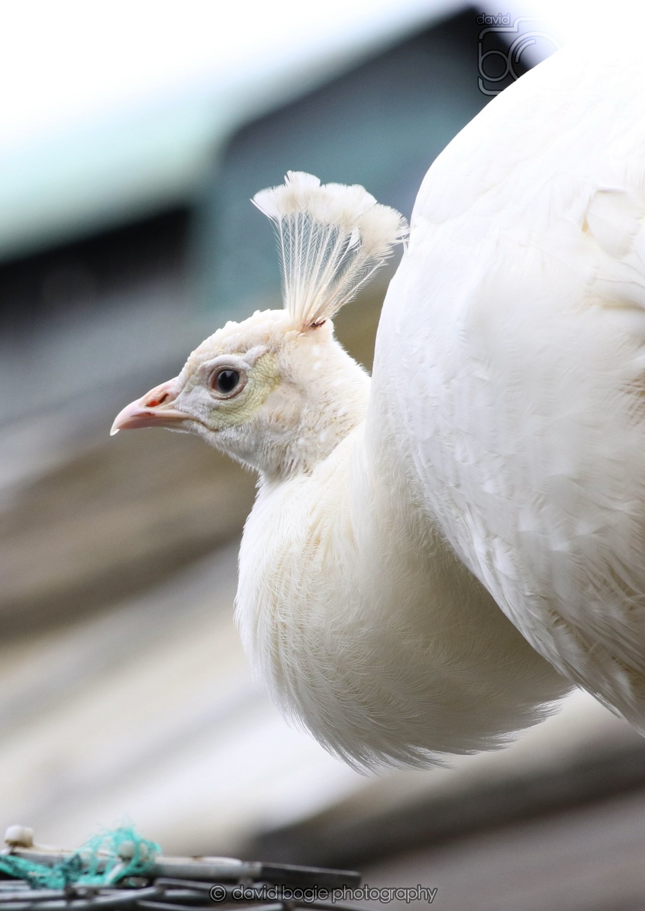 20260324 123025 Pittencrieff Park 0207.jpg