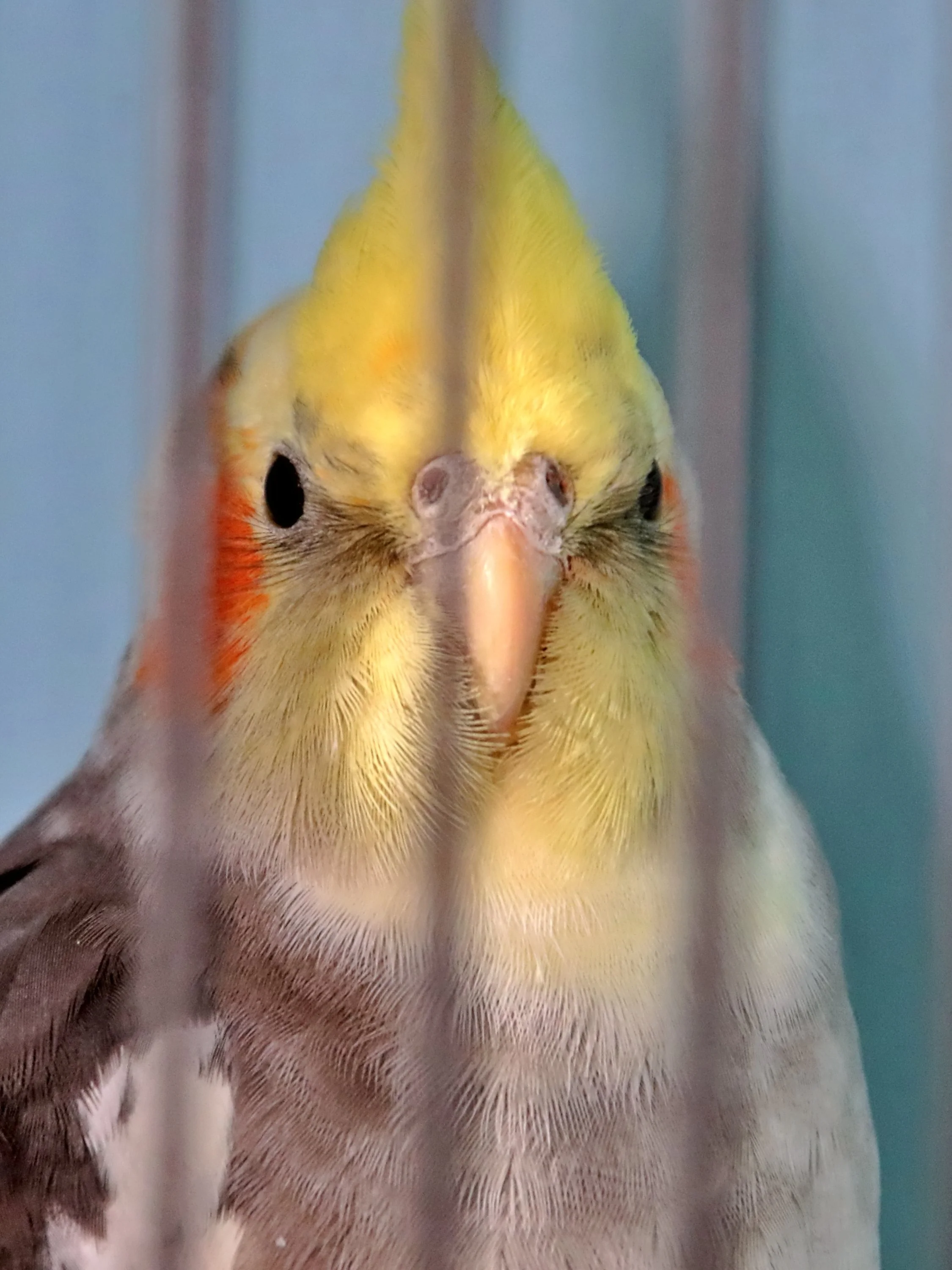 20251102 125451 Markinch CBS  0618.JPG