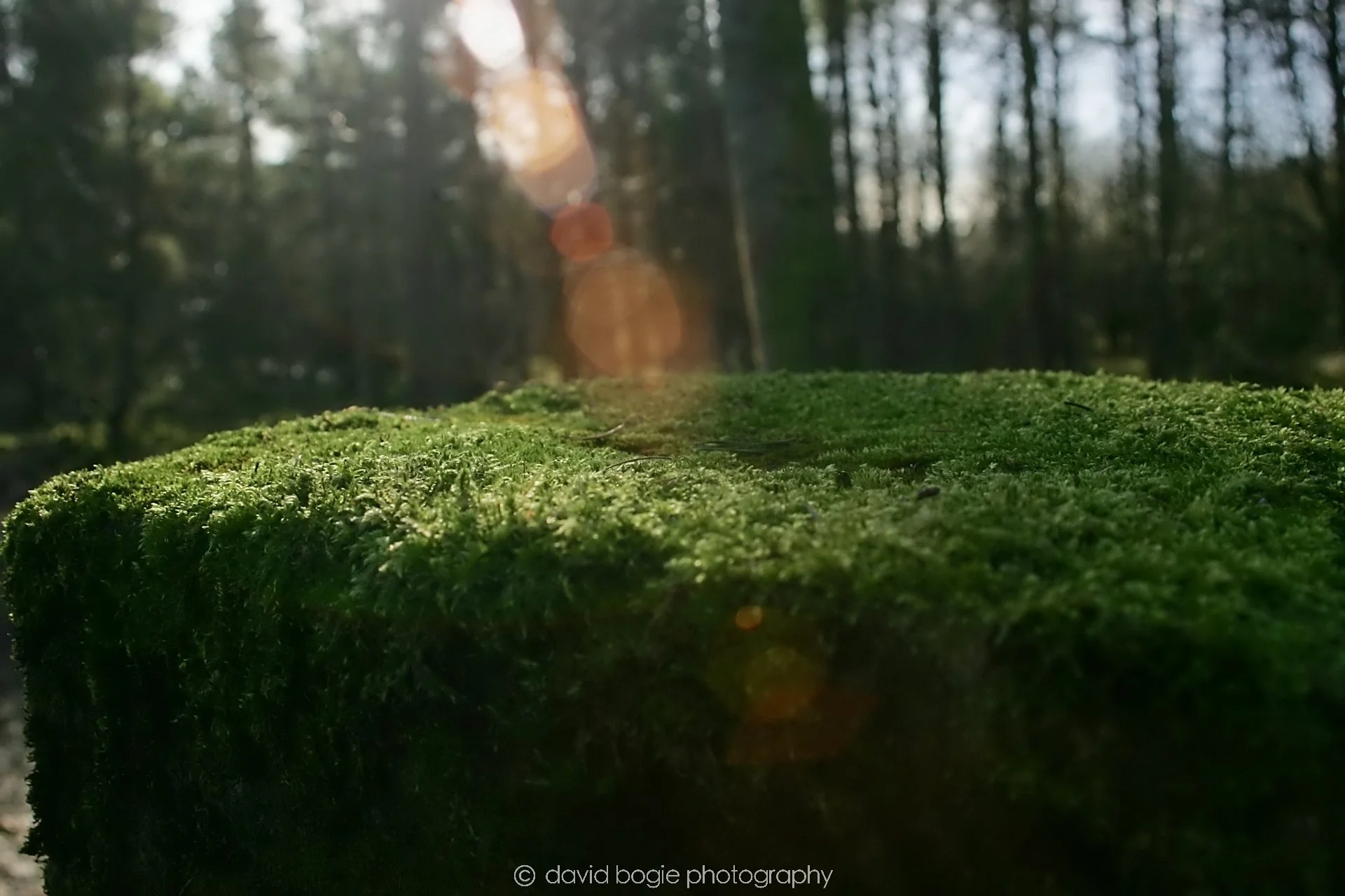 YEAR20240207 Lochore Meadows 0035.jpg
