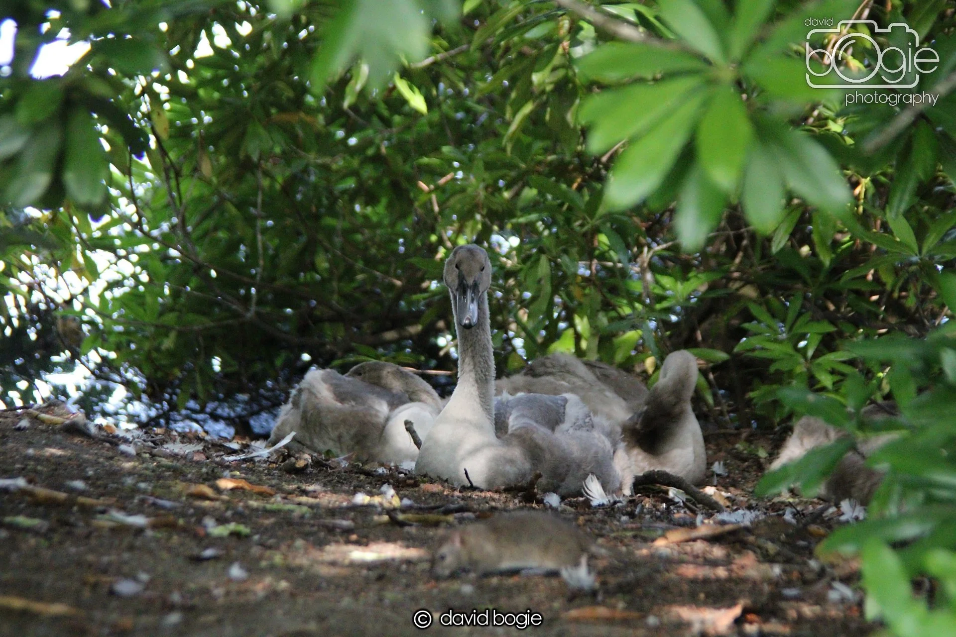 20210727 Beveridge Park28 .JPG