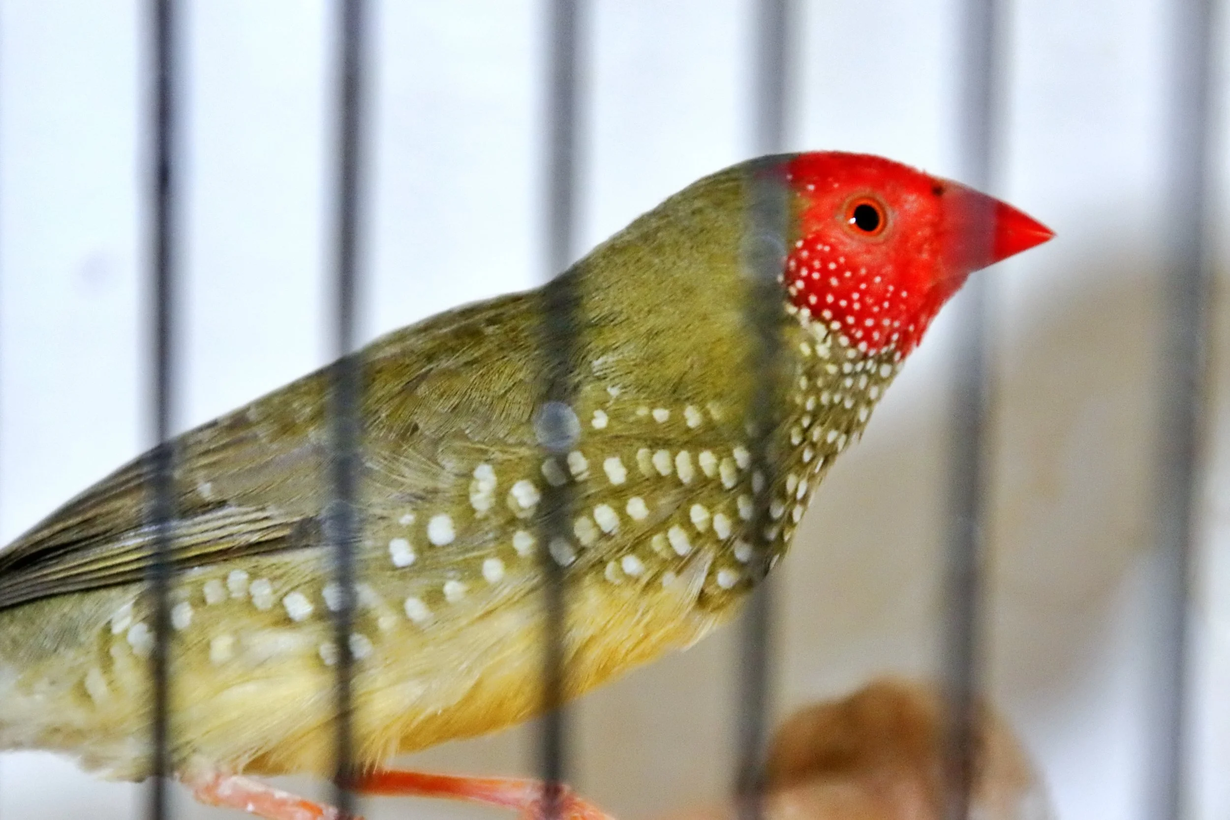 20251102 124612 Markinch CBS  0529.JPG