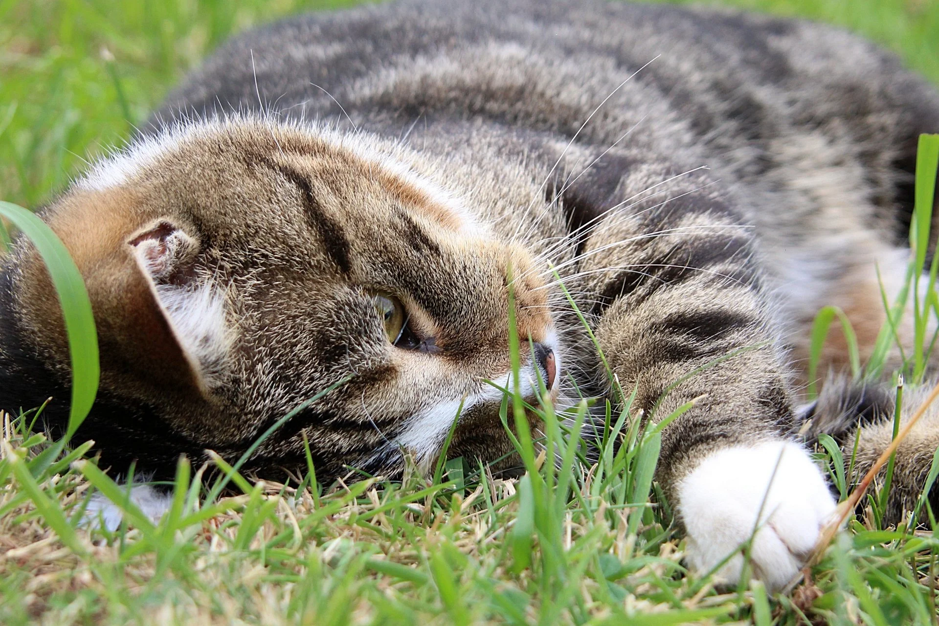 CATS 0275.jpg