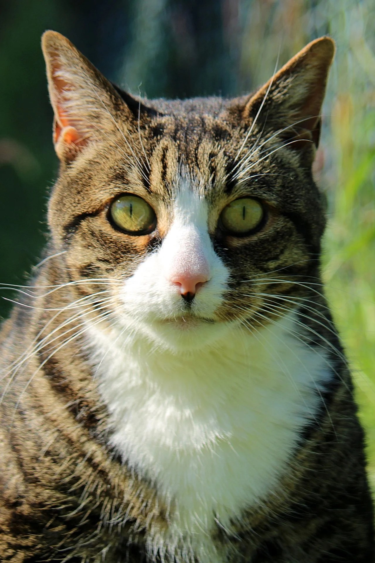 CATS 0087.jpg