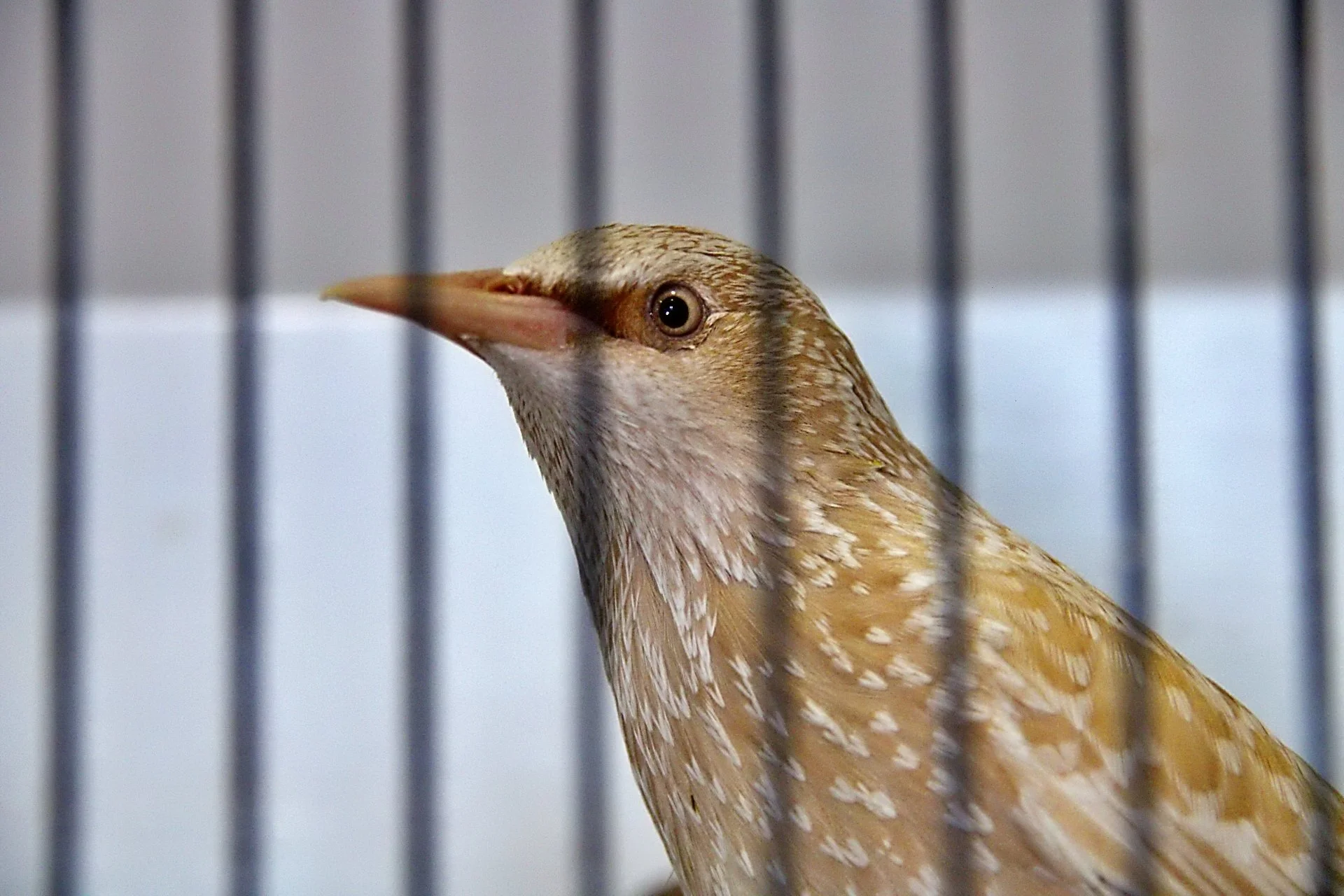 20241103 125904 MCBS Show 0407.JPG