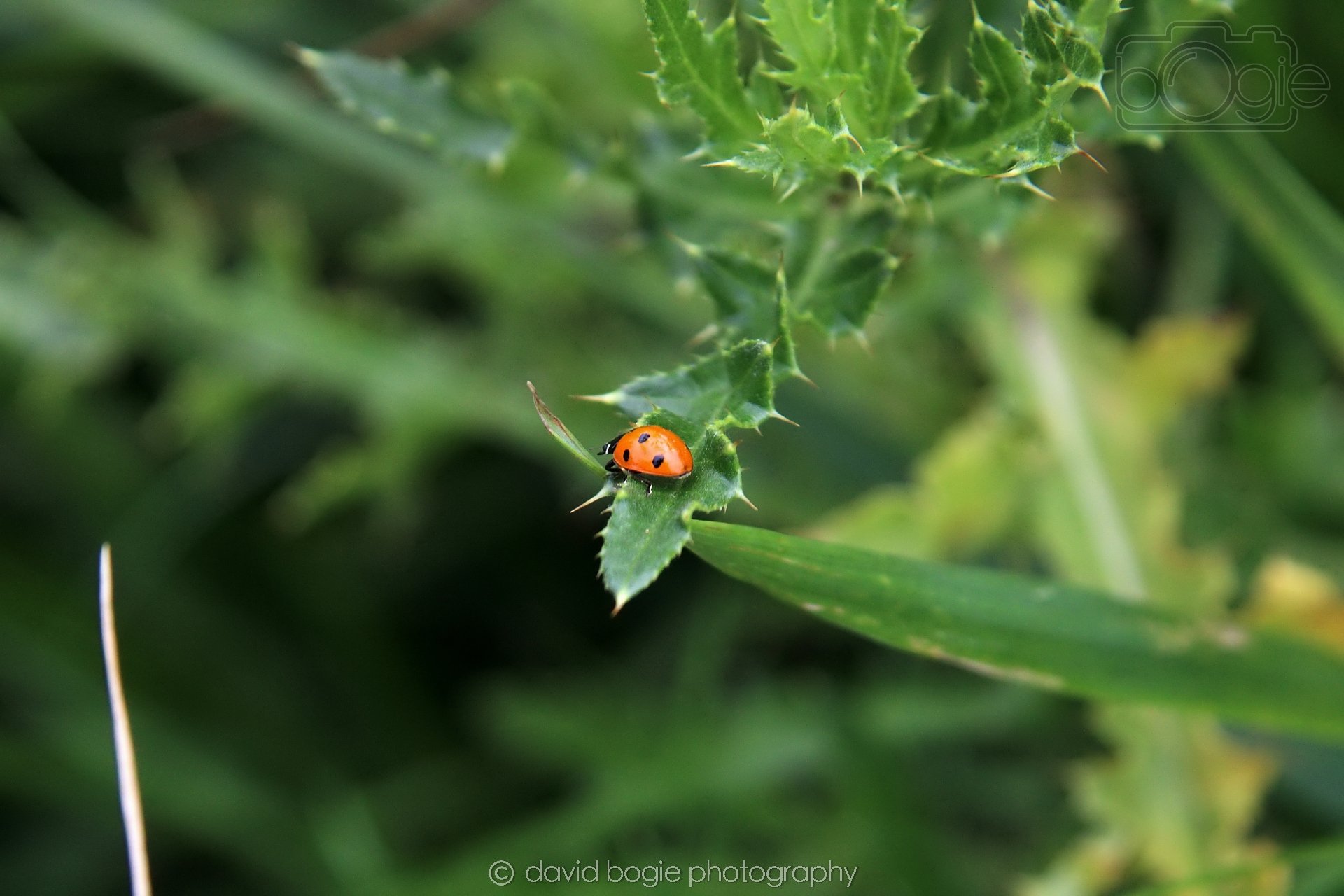20230710 Lochore Meadows 120200 00009.jpg