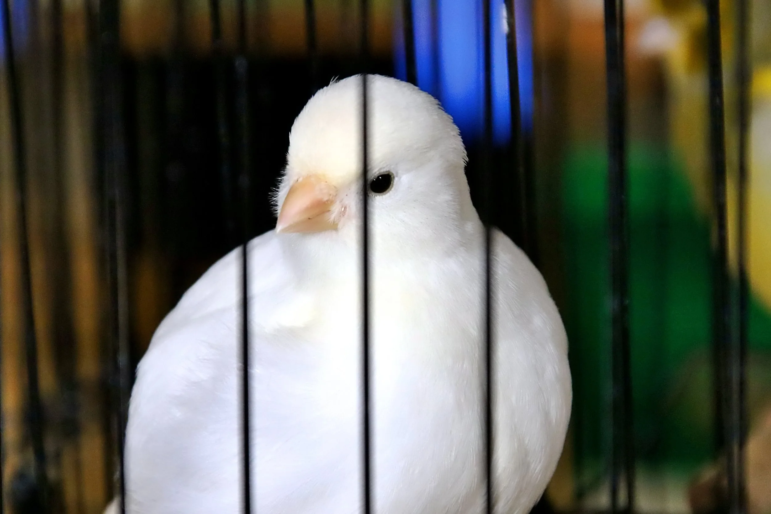 20251102 132355 Markinch CBS  0744.JPG