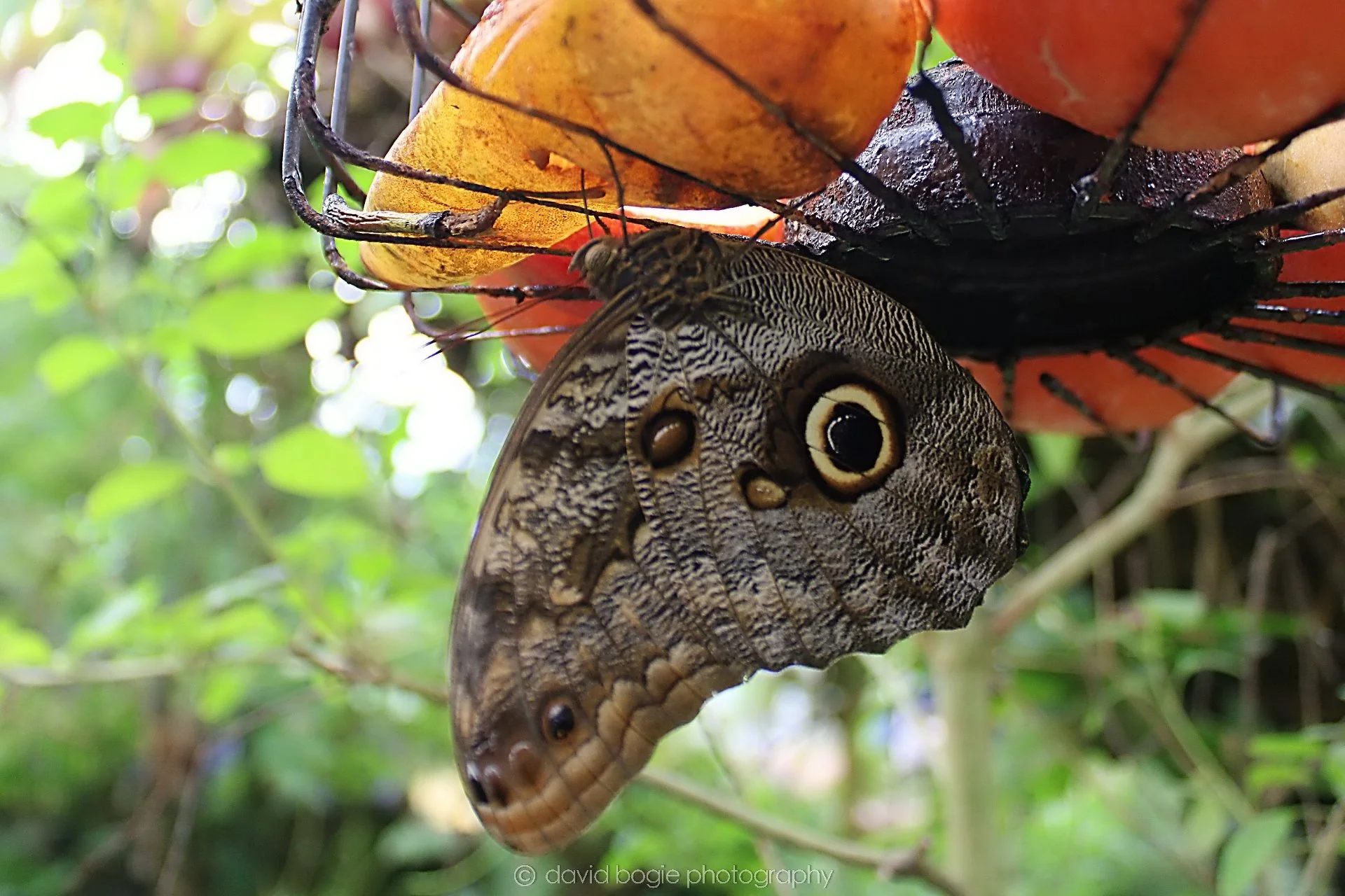 20191019 130015 Butterfly World 0033.jpg