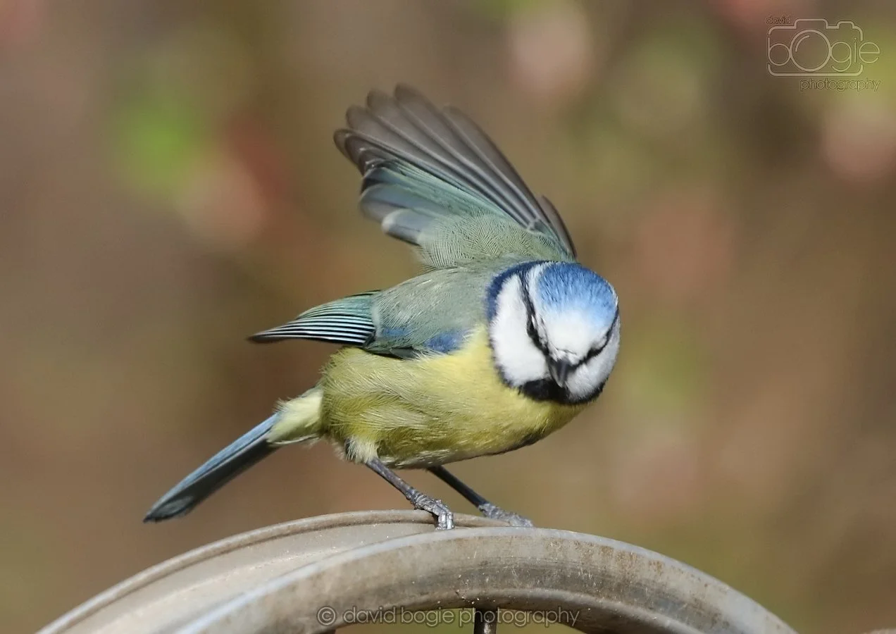 20260314 144313 Silverburn 0343.jpg