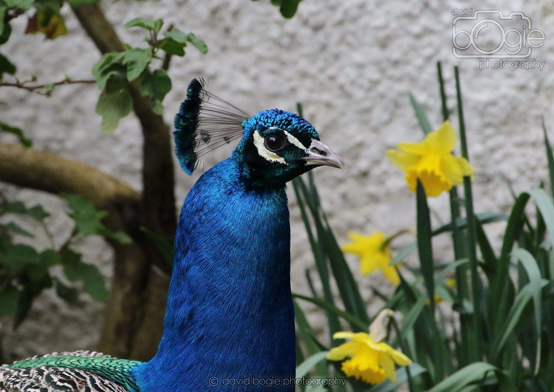 20260324 123127 Pittencrieff Park 0214.jpg