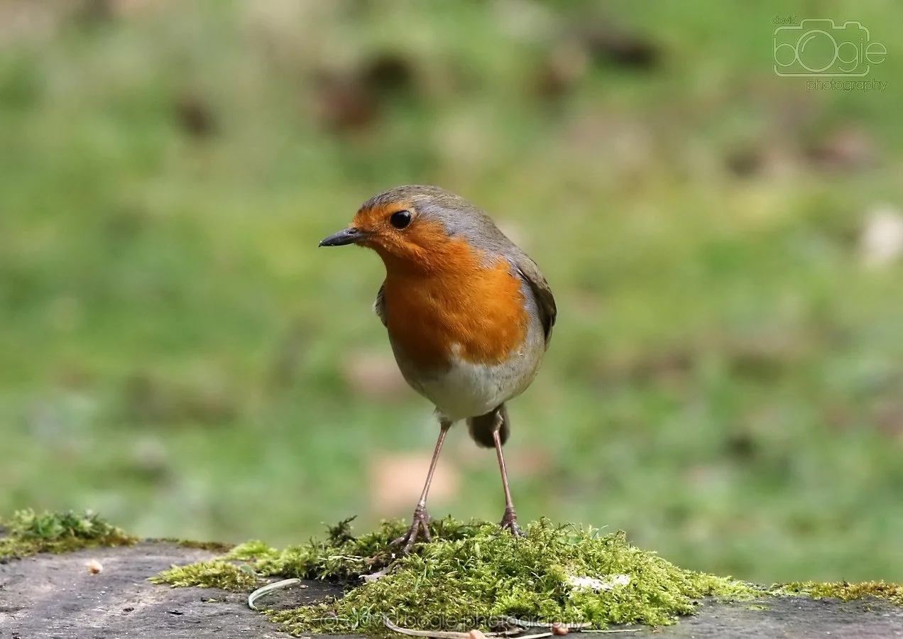 20260314 140458 Silverburn 0073.jpg