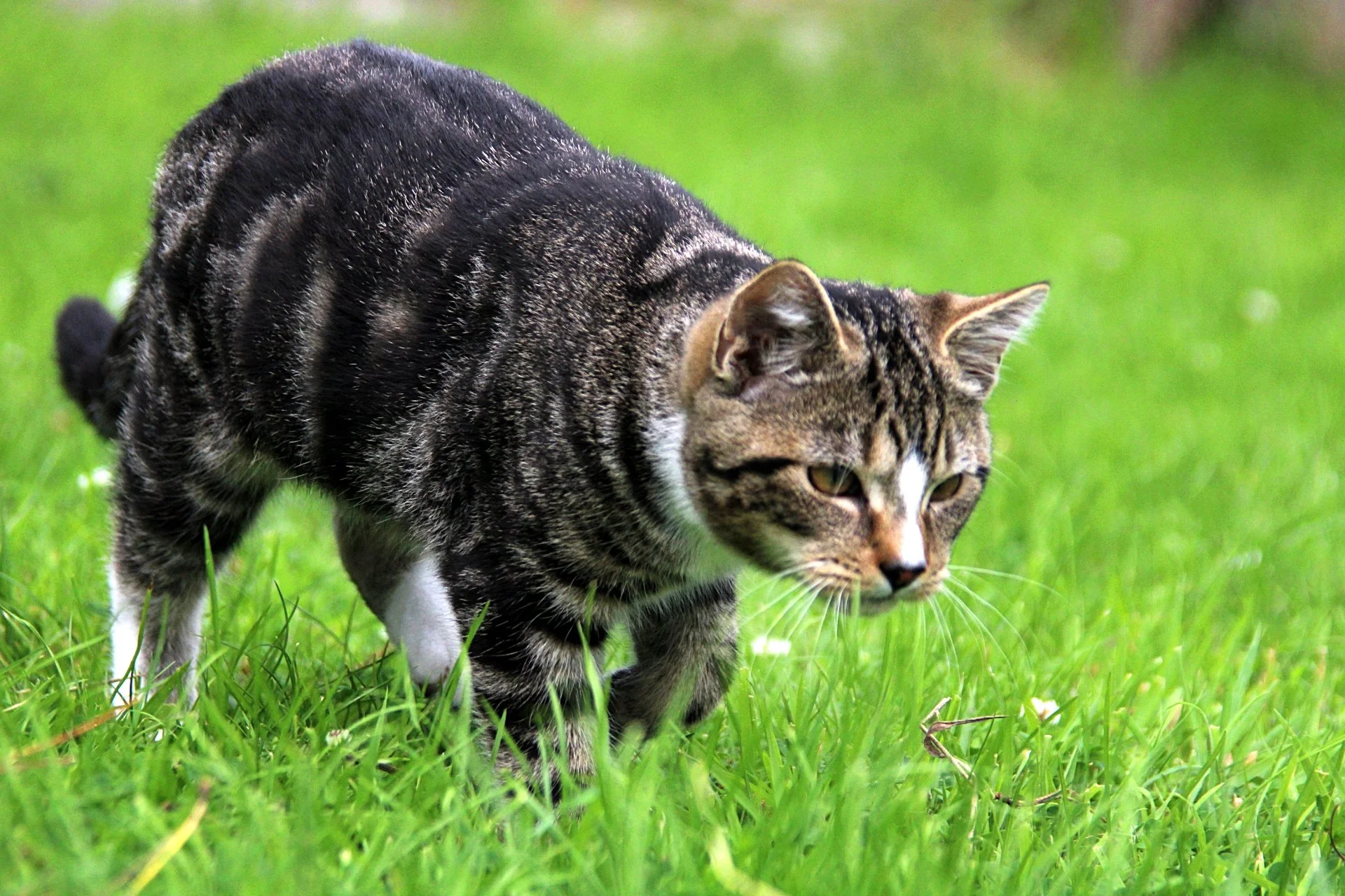 CATS 0115.jpg