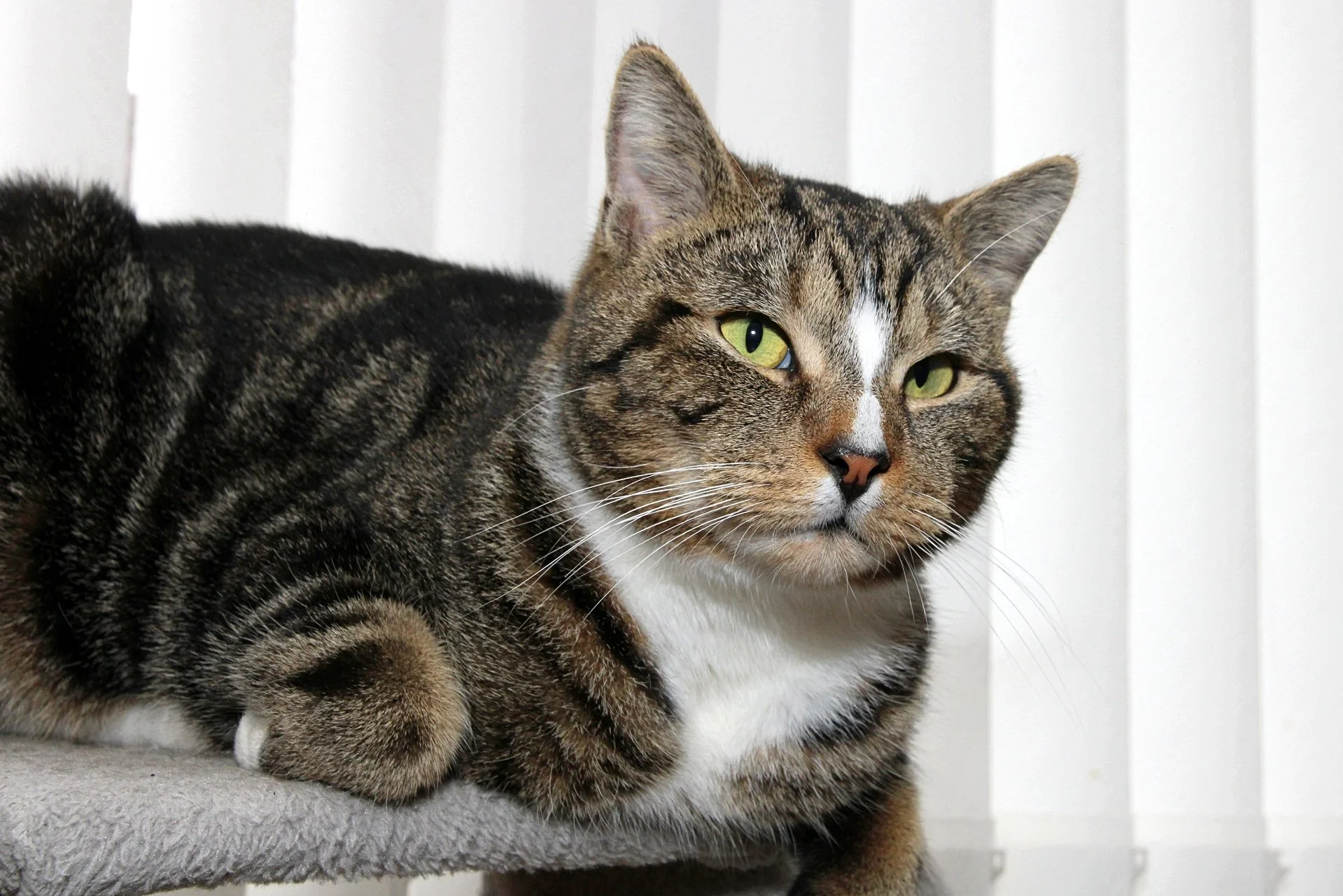 CATS 0307.jpg