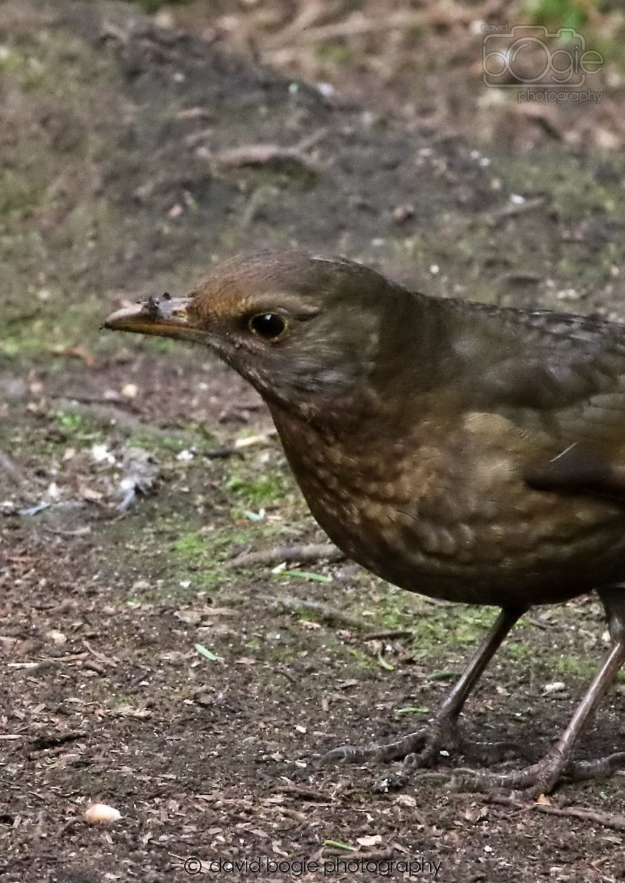 20260309 120755 Dunnikier 0611.jpg