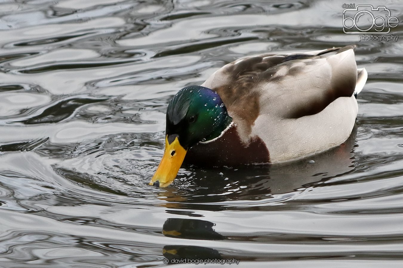 20260114 125325 Beveridge Park 0176.JPG