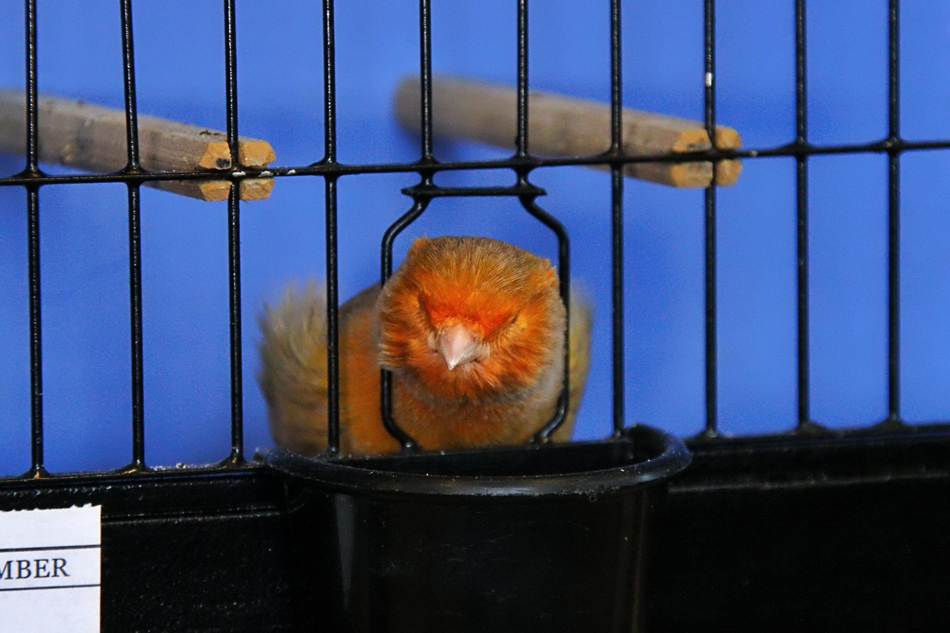 20241103 131139 MCBS Show 0490.JPG