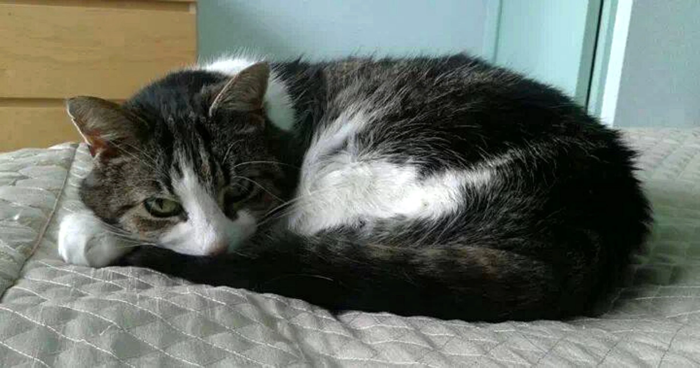 CATS 0001.jpg
