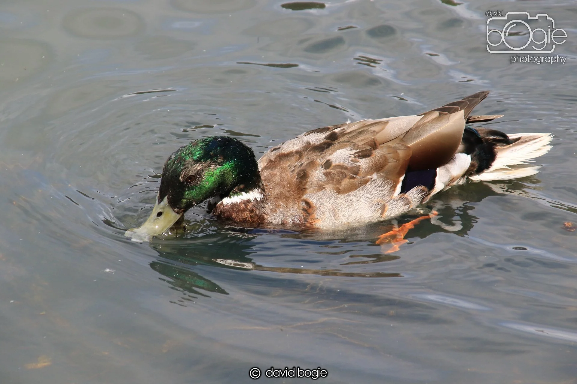 20250613 115137 Beveridge 0044.JPG