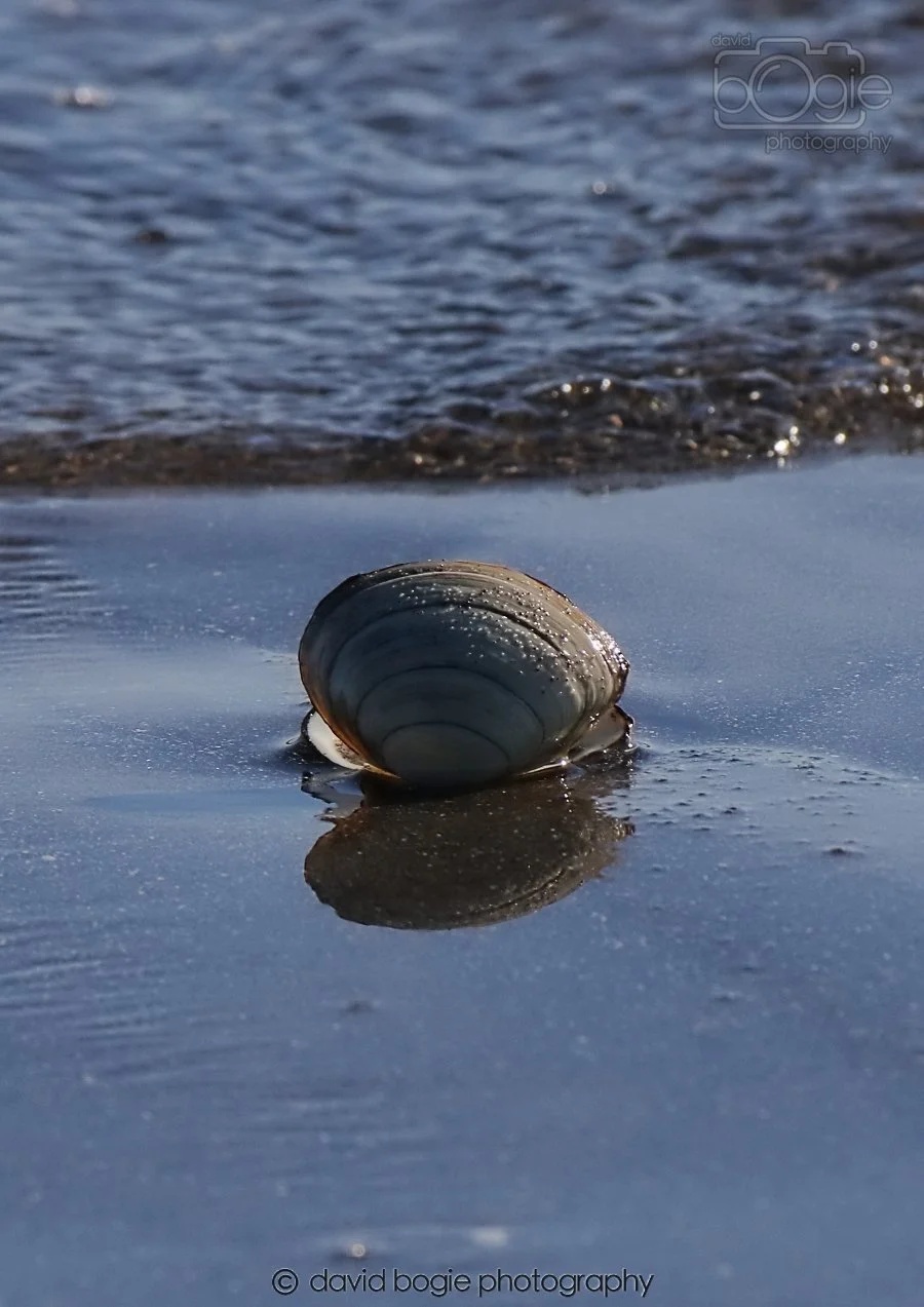 20260307 111434 Kirkcaldy 0076.jpg