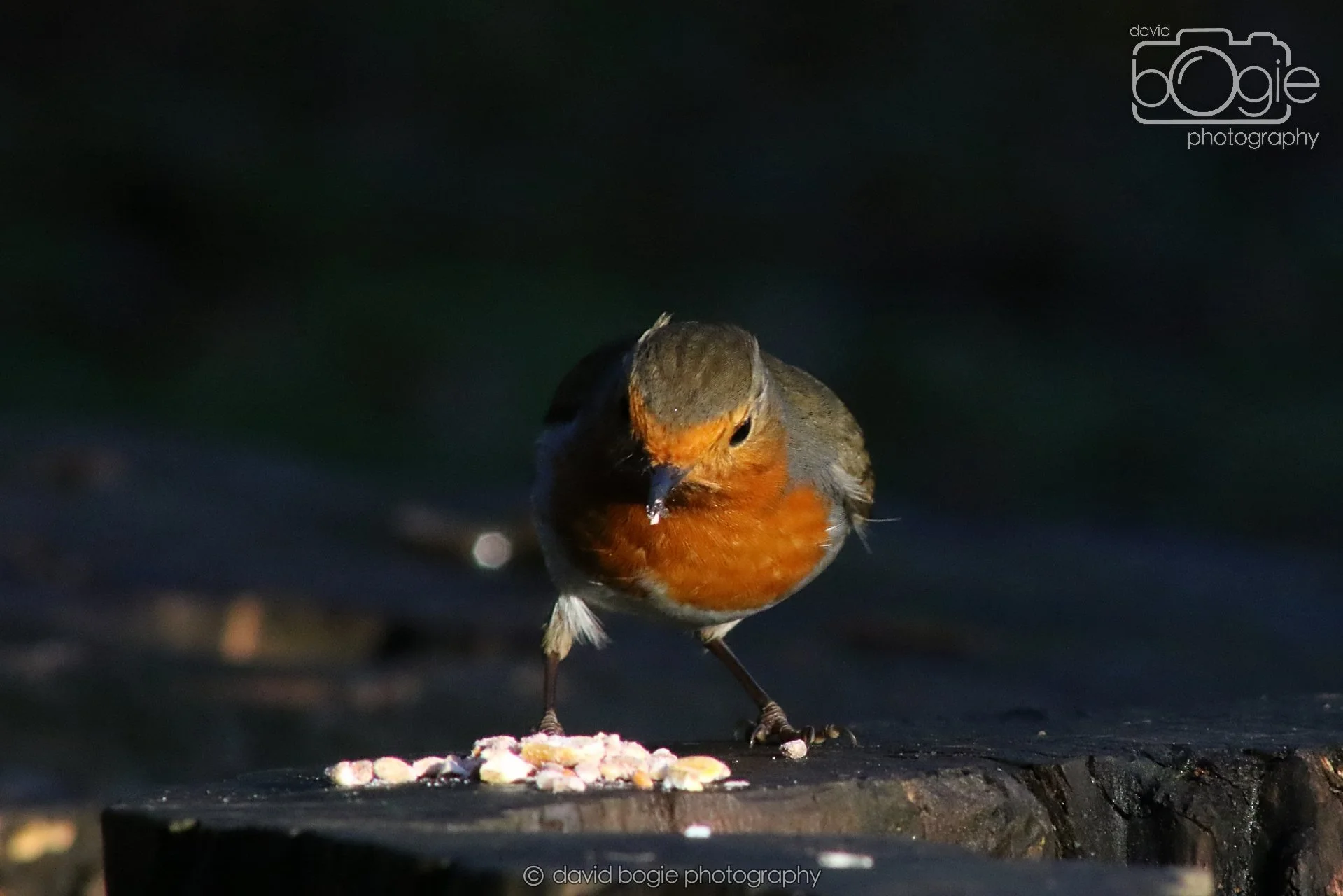 20251125 142711 Silverburn 0692.JPG