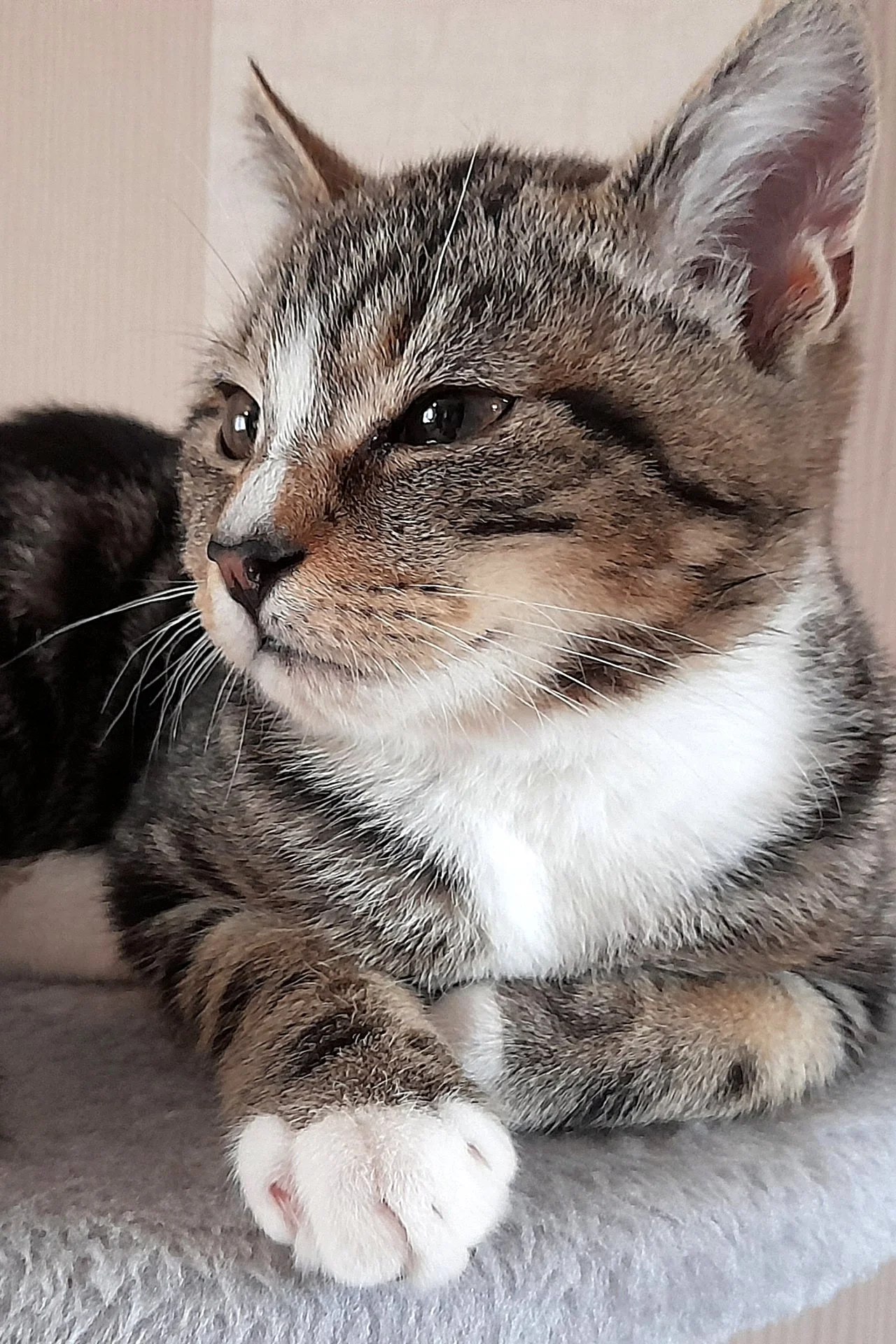 CATS 0090.jpg