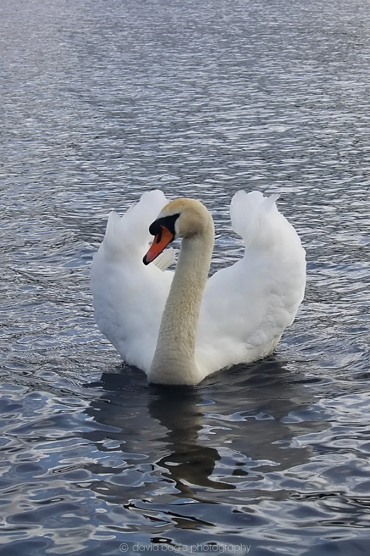 20190318 122807 Lochore 0010.jpg