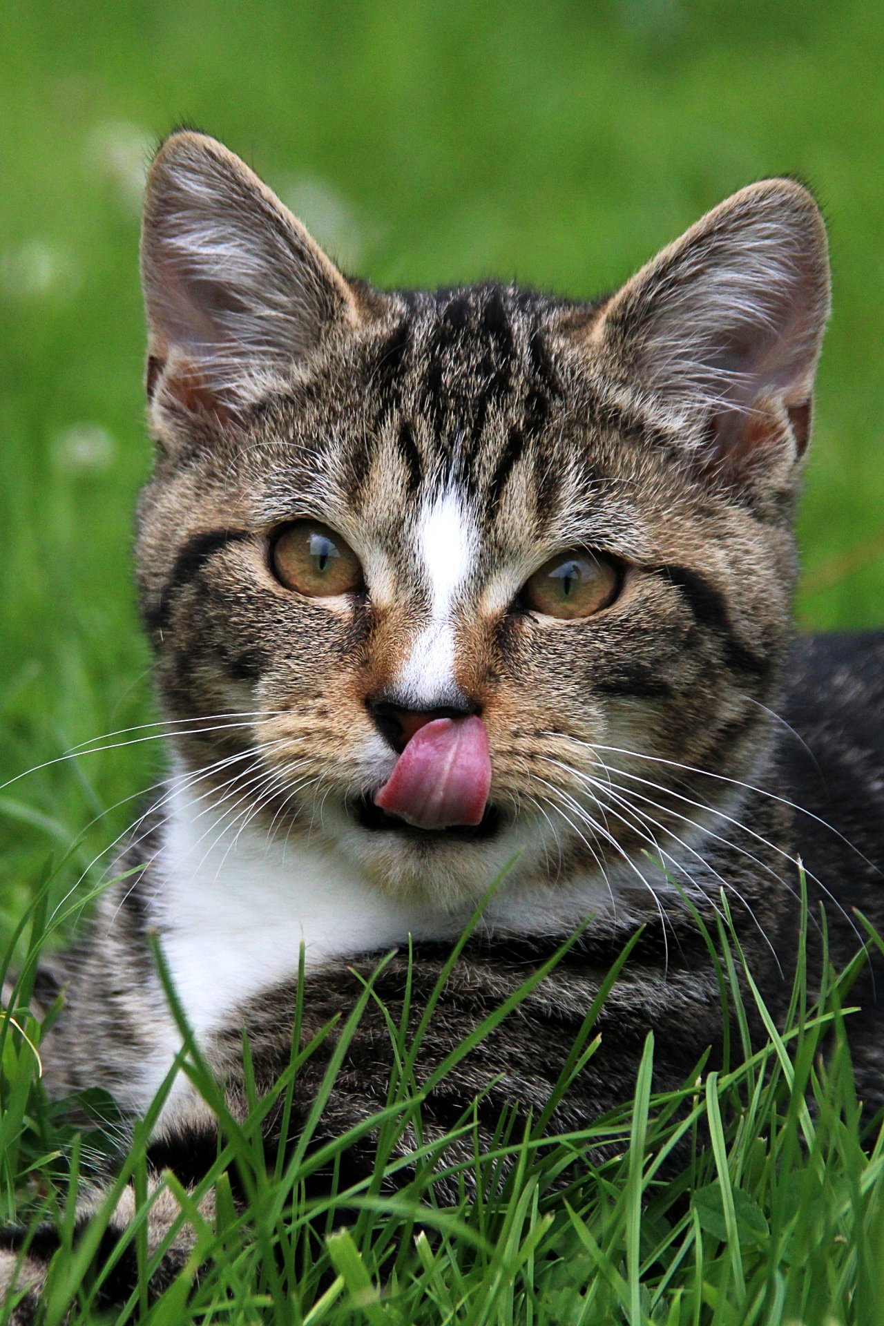 CATS 0110.jpg
