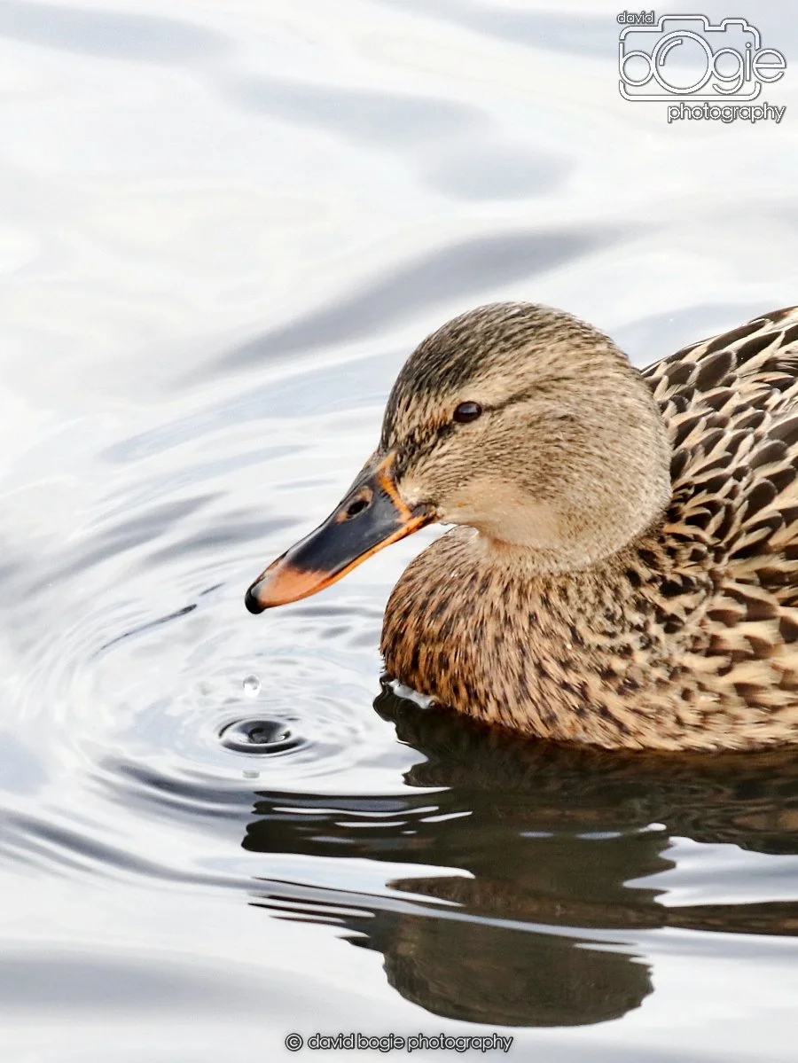 20260114 124626 Beveridge Park 0123.JPG