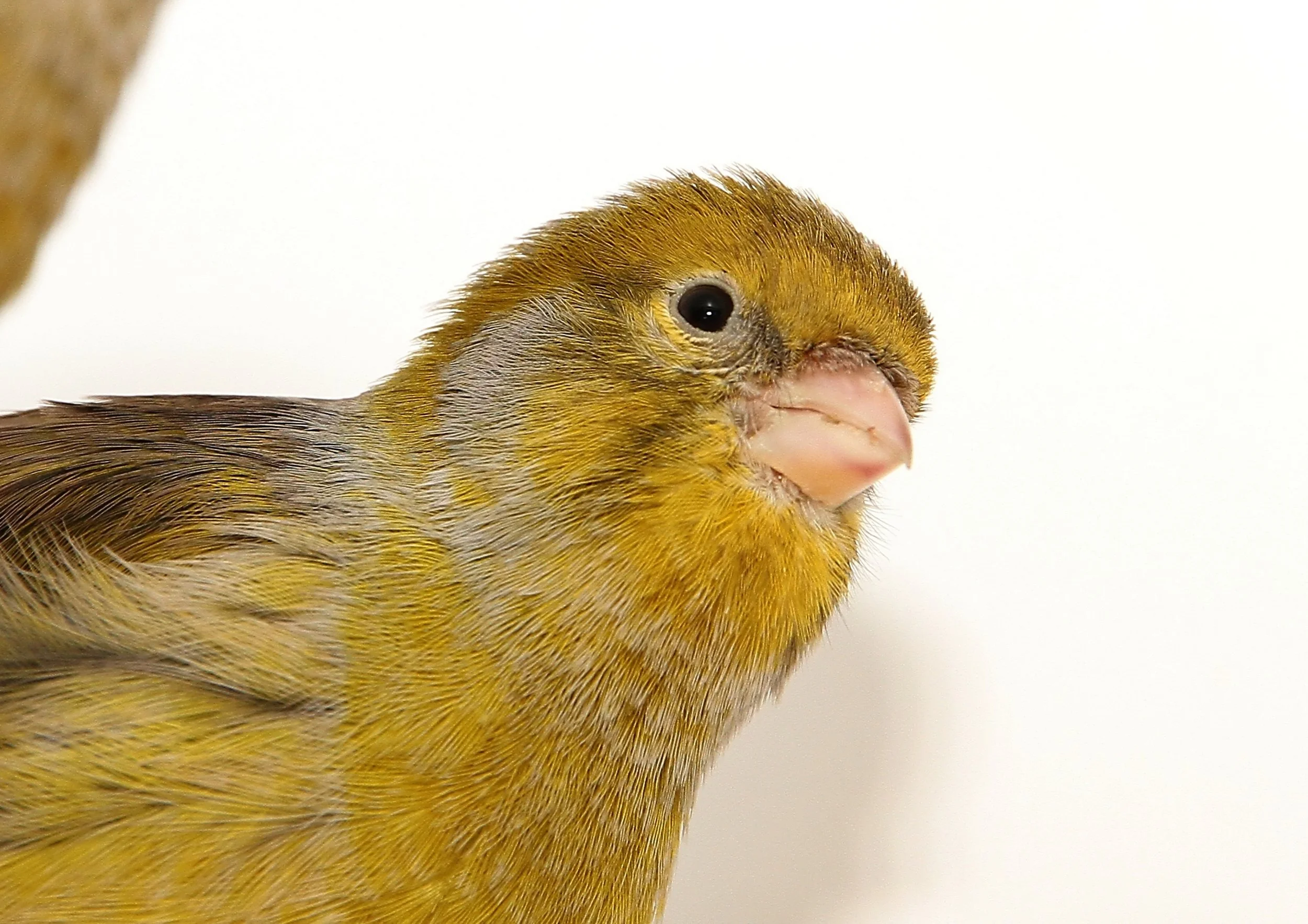 20260331 111621 K&S 0401.jpg