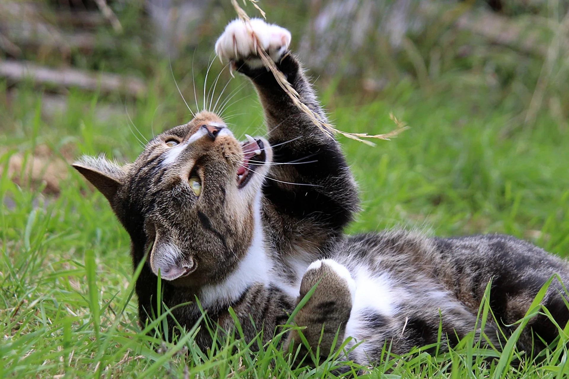 CATS 0267.jpg