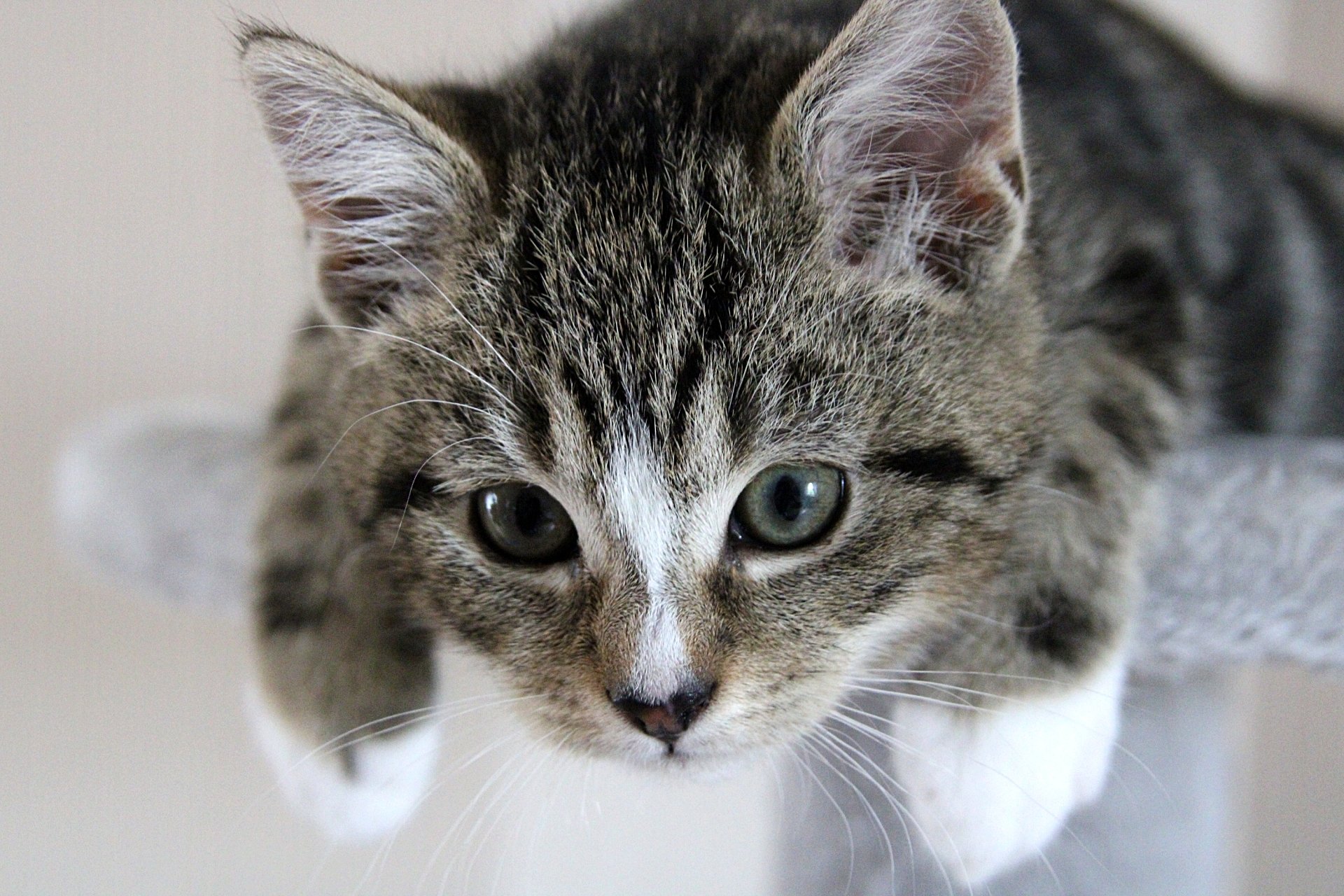 CATS 0070.jpg