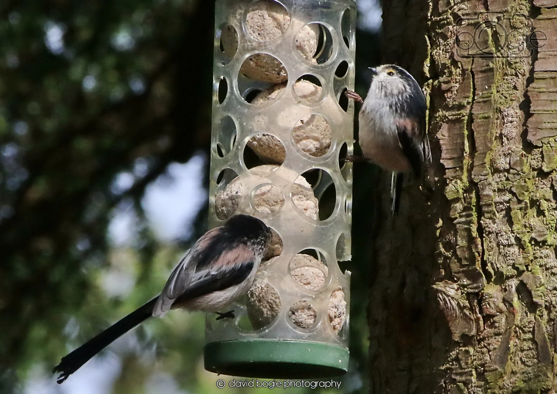 20260403 120829 Dunnikier 0016.jpg