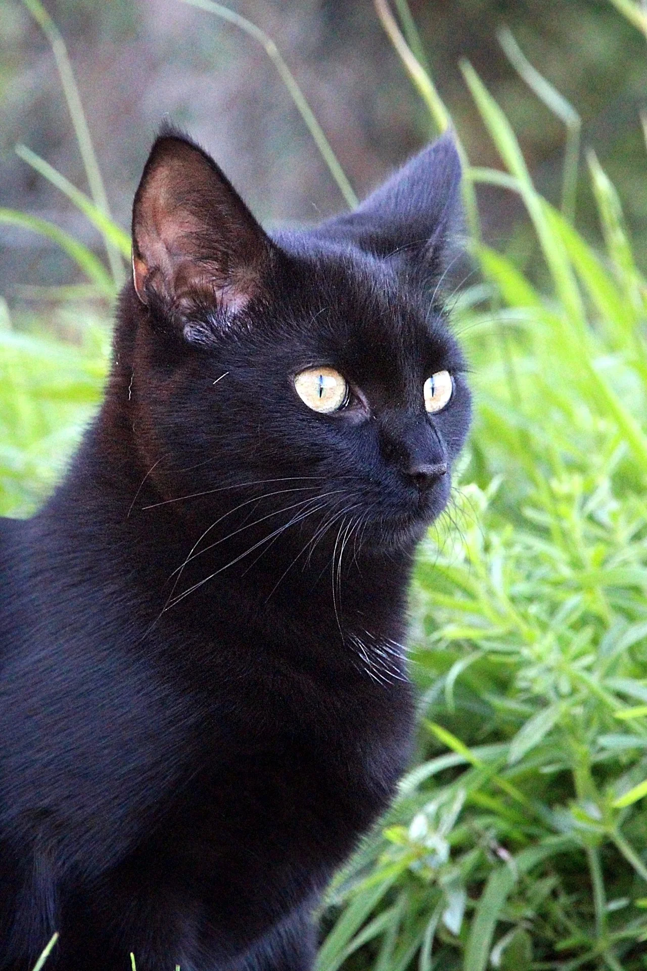 CATS 0232.jpg