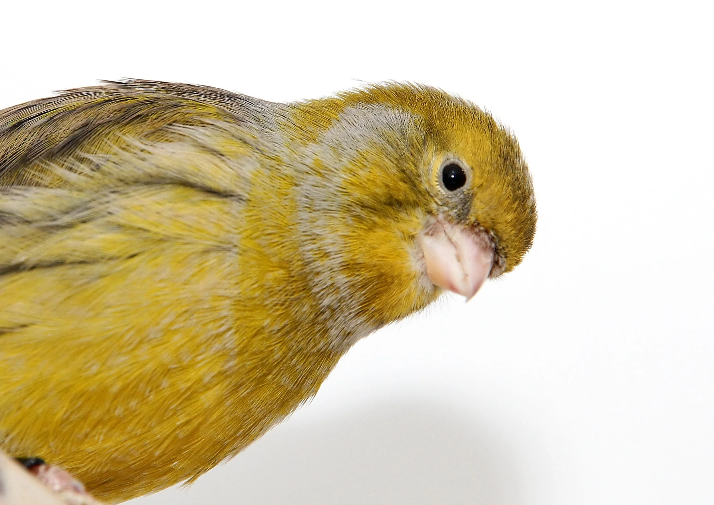 20260331 111611 K&S 0396.jpg