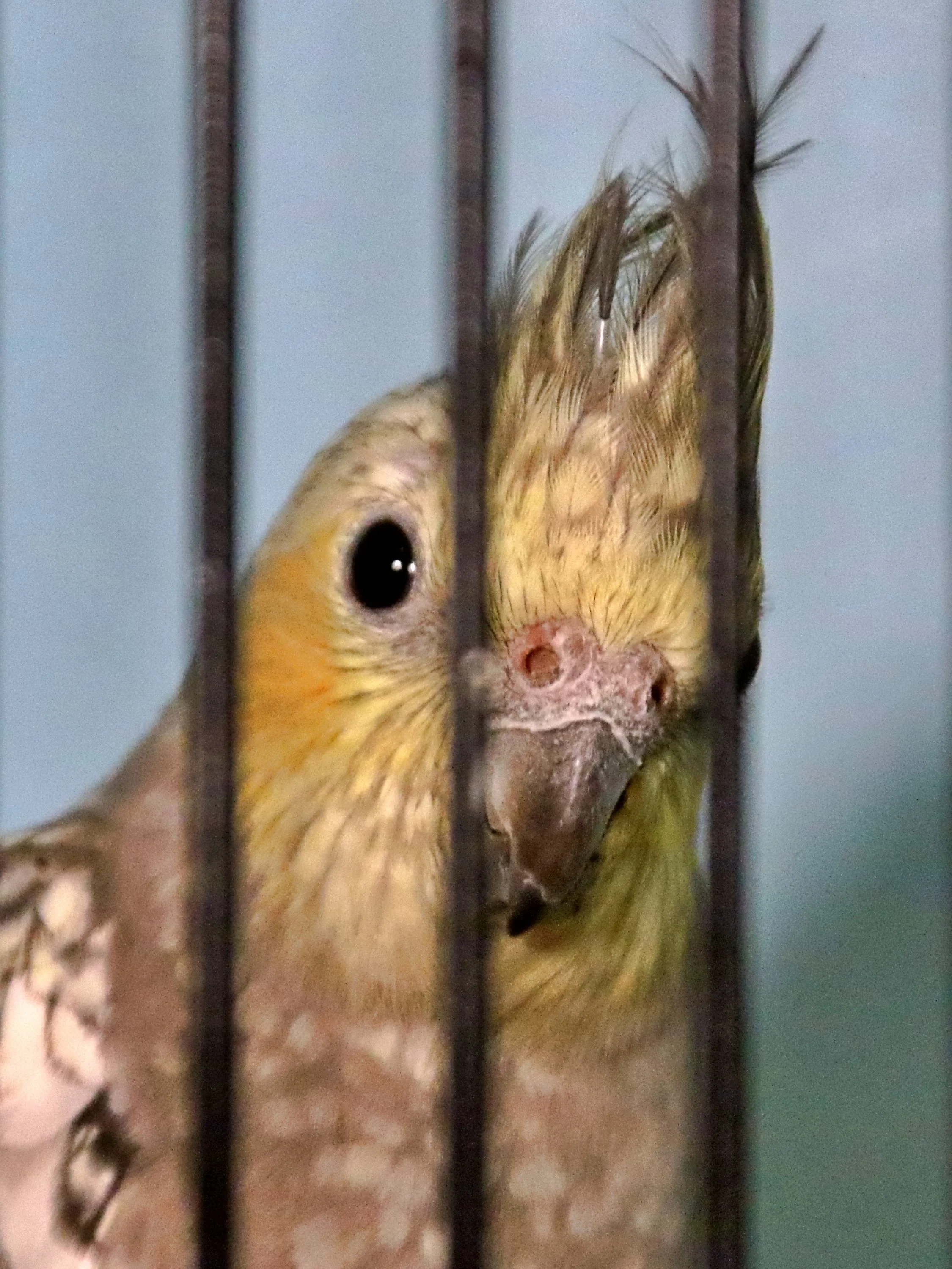 20251102 131607 Markinch CBS  0733.JPG